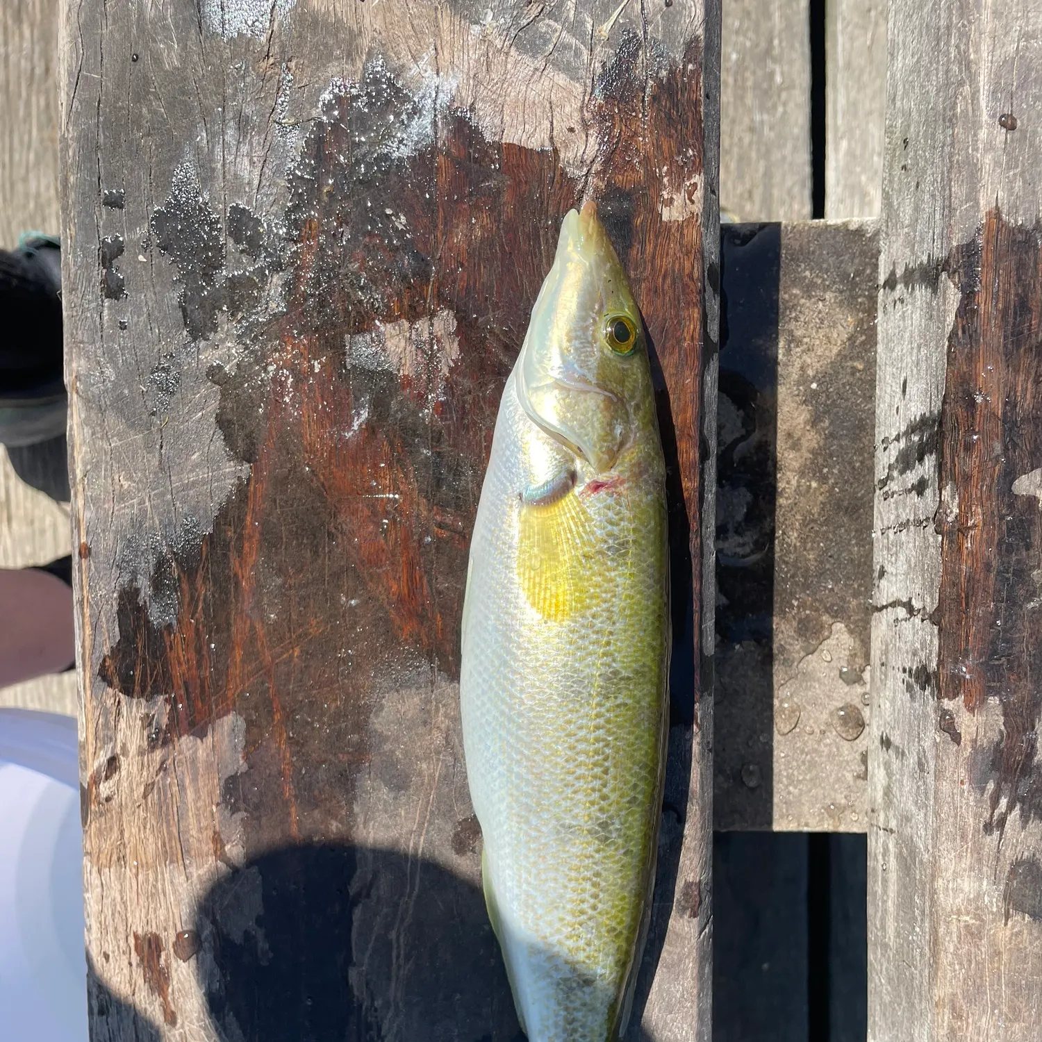 Blue weed whiting caught on Fishbrain