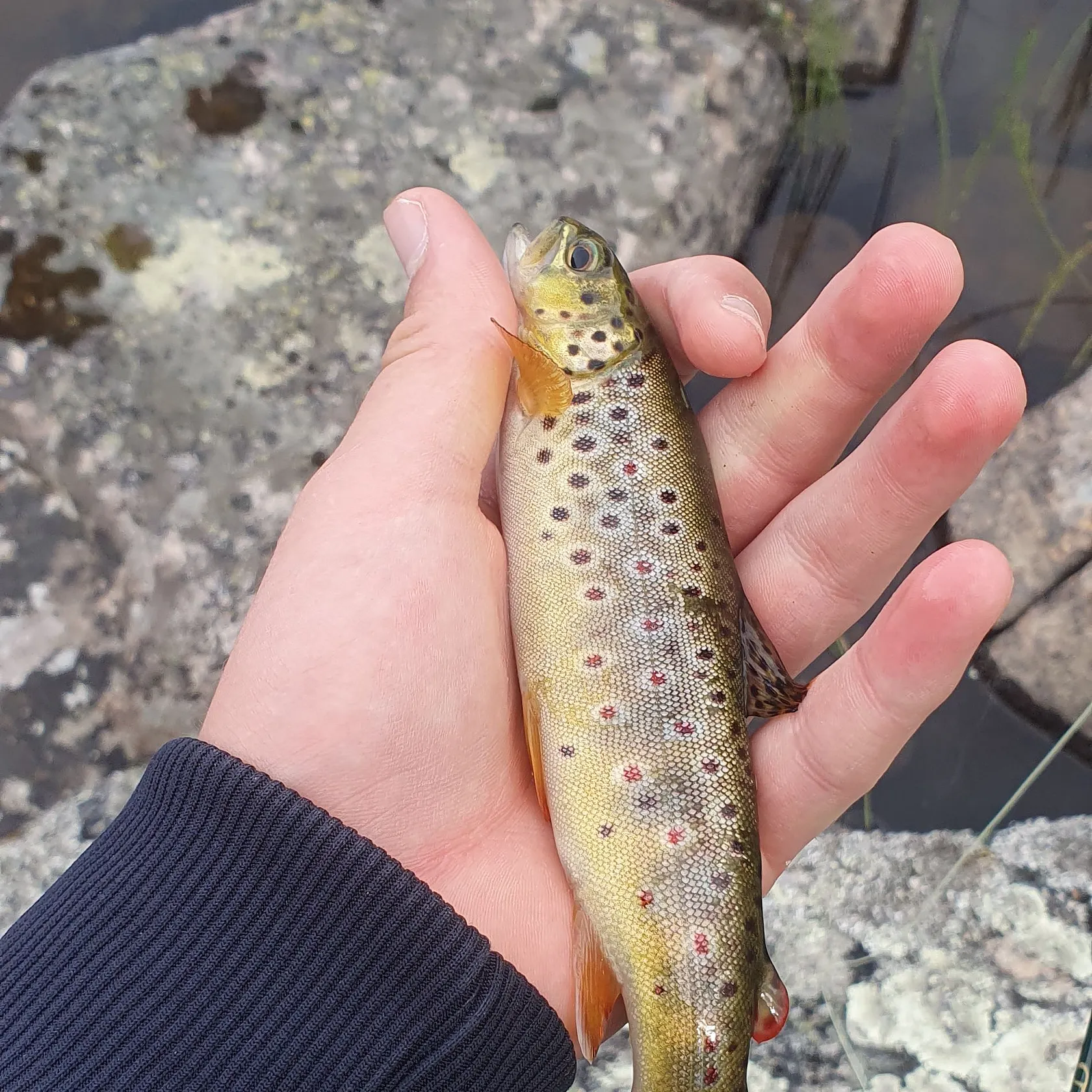 Brown trout caught on Fishbrain