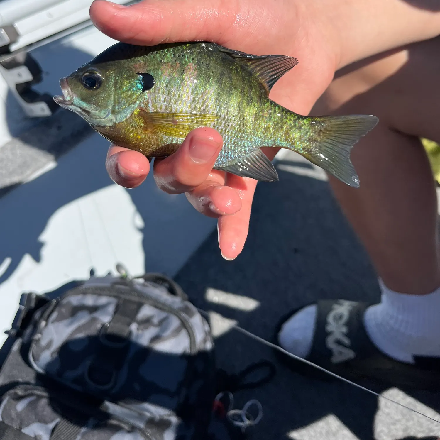 recently logged catches