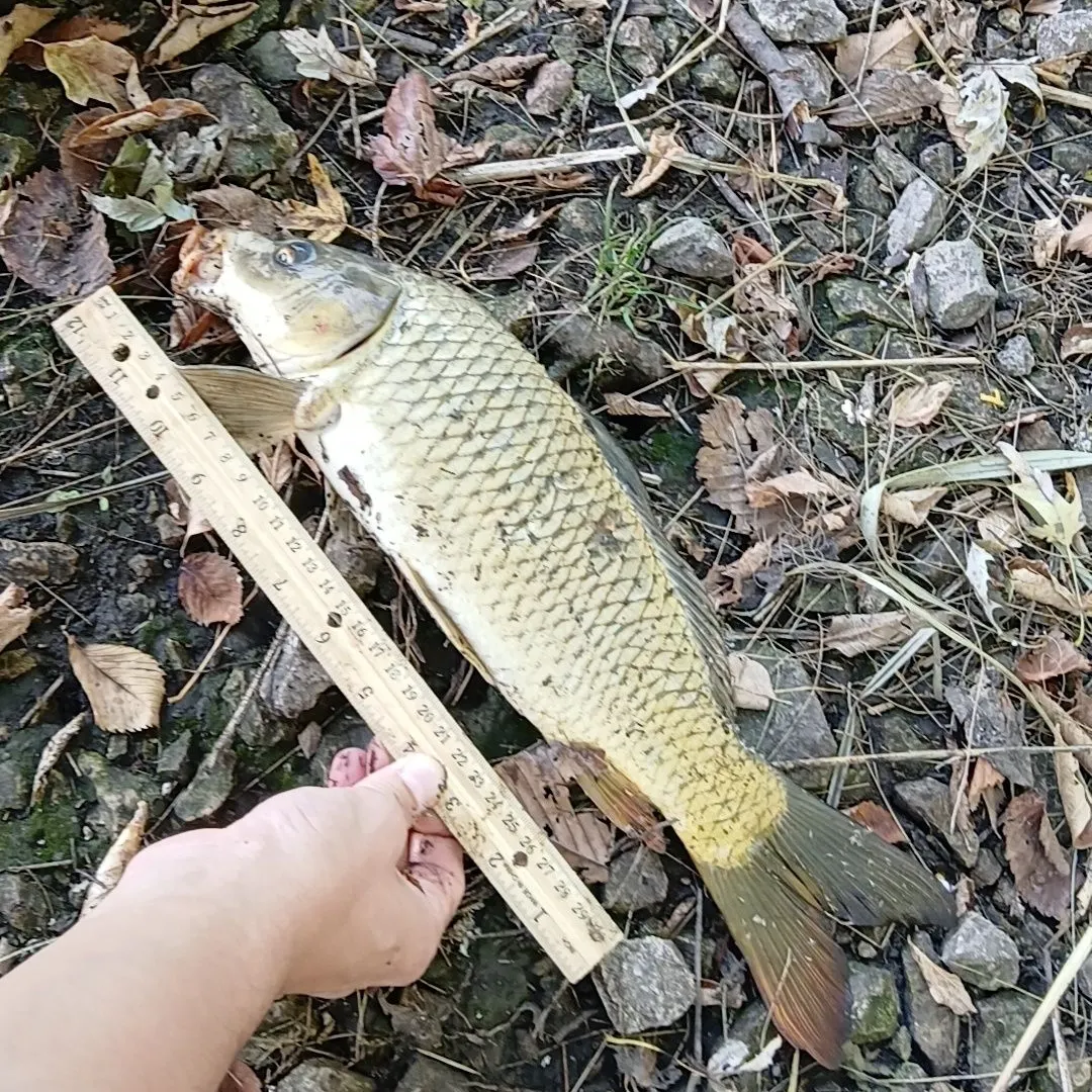 Common carp caught on Fishbrain