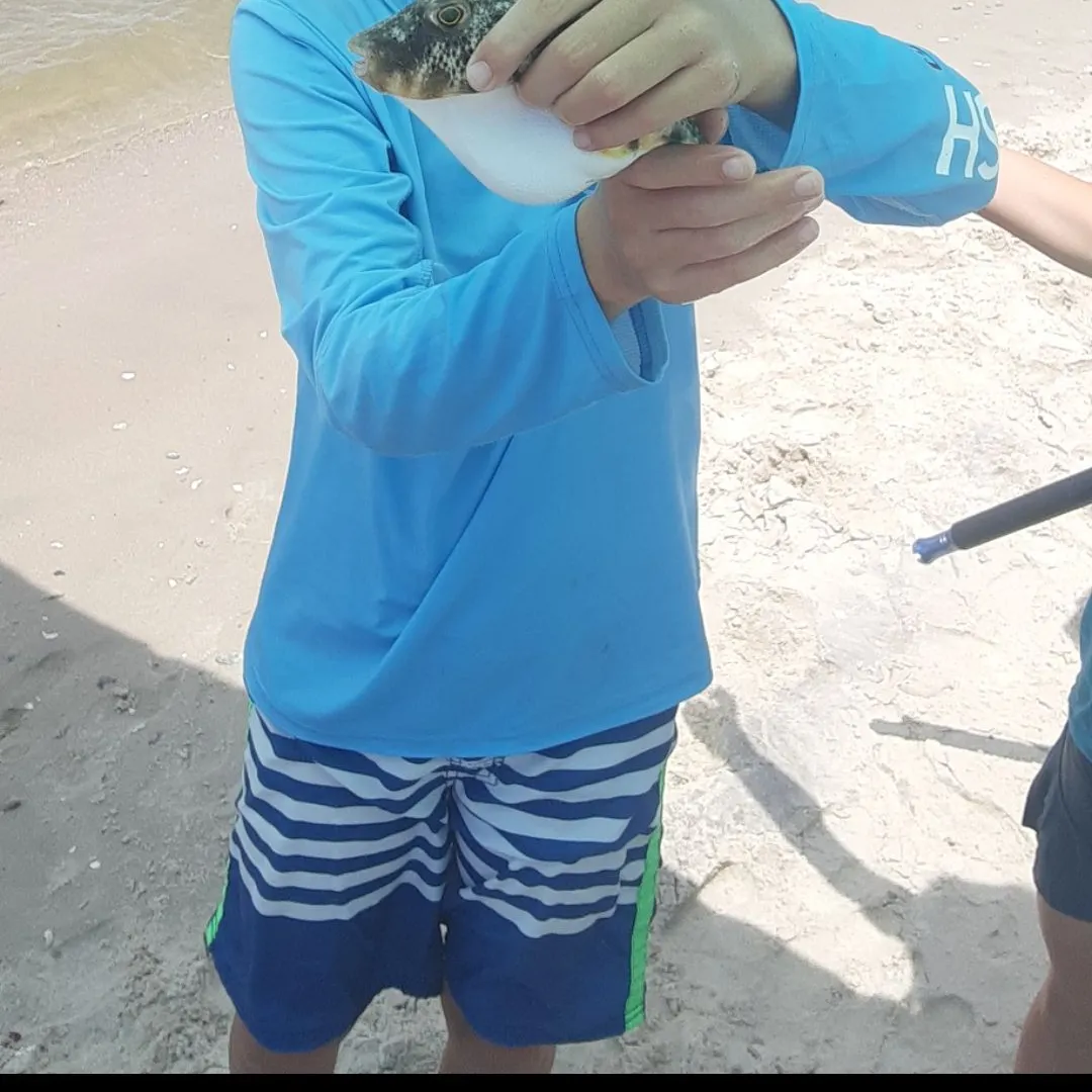 The most recent Northern puffer catches on Fishbrain