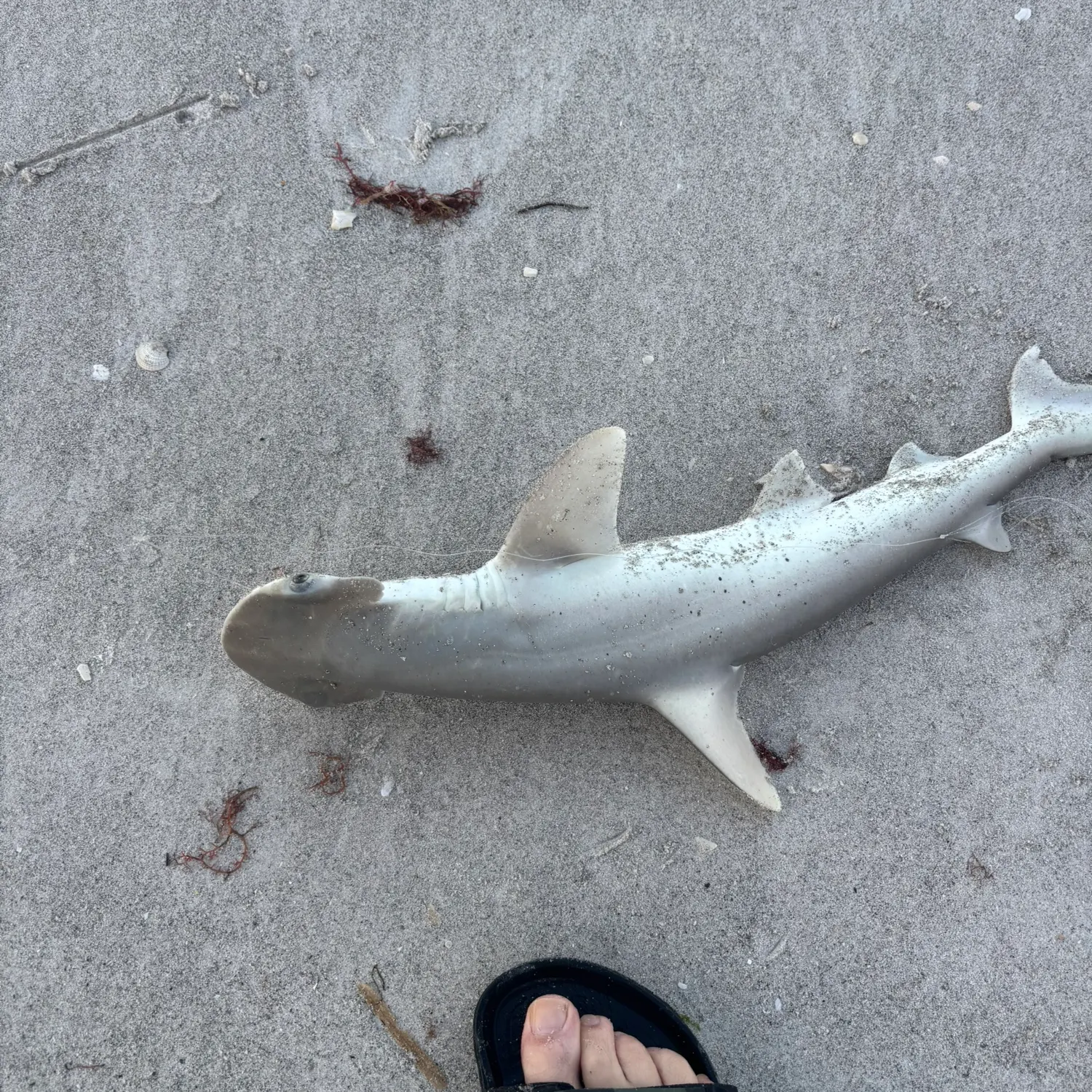 The most recent Bonnethead shark catches on Fishbrain