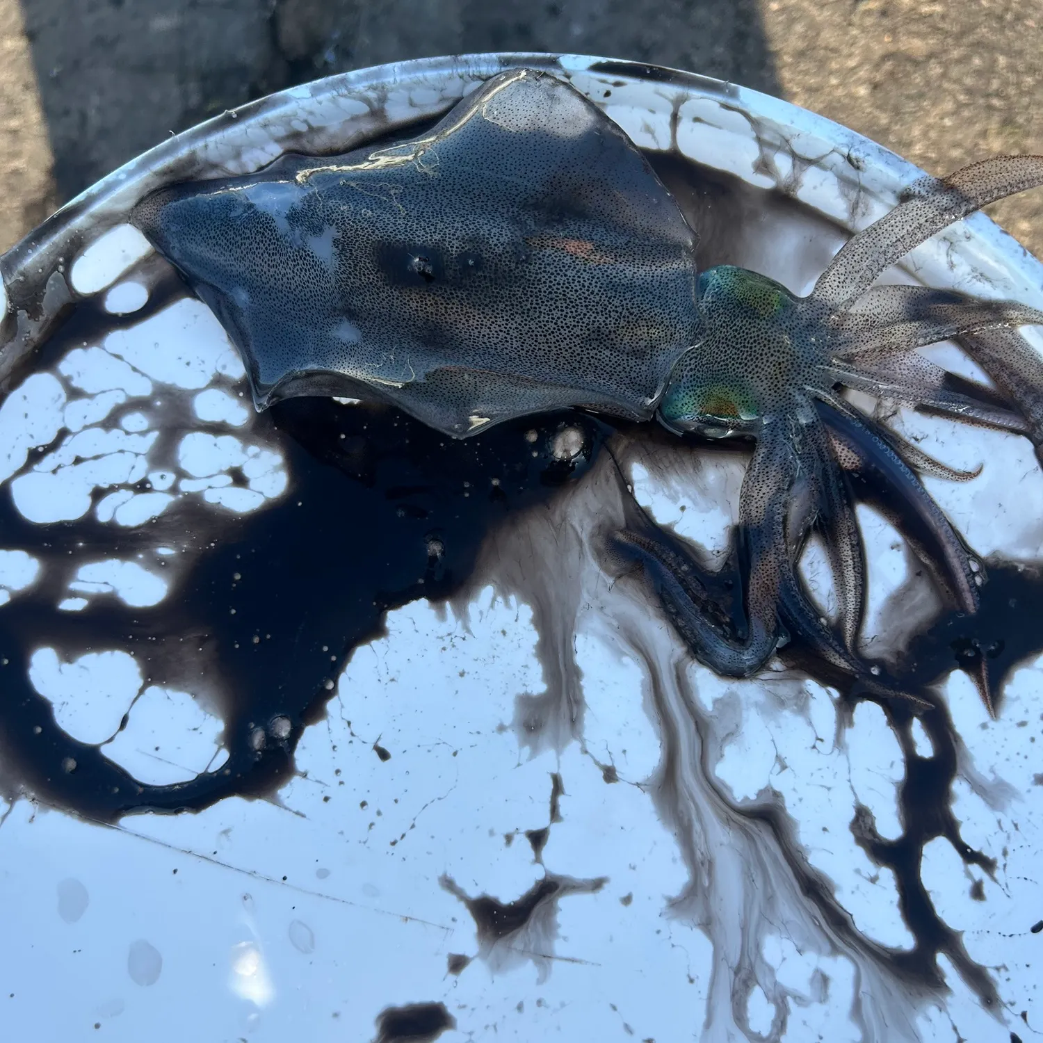 The most recent Southern calamari catches on Fishbrain