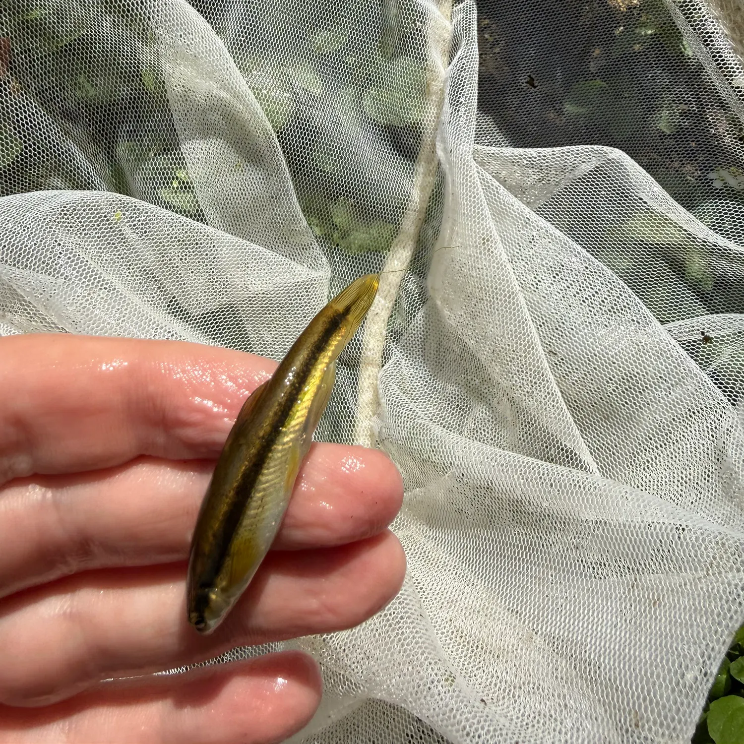The most recent Eastern blacknose dace catches on Fishbrain
