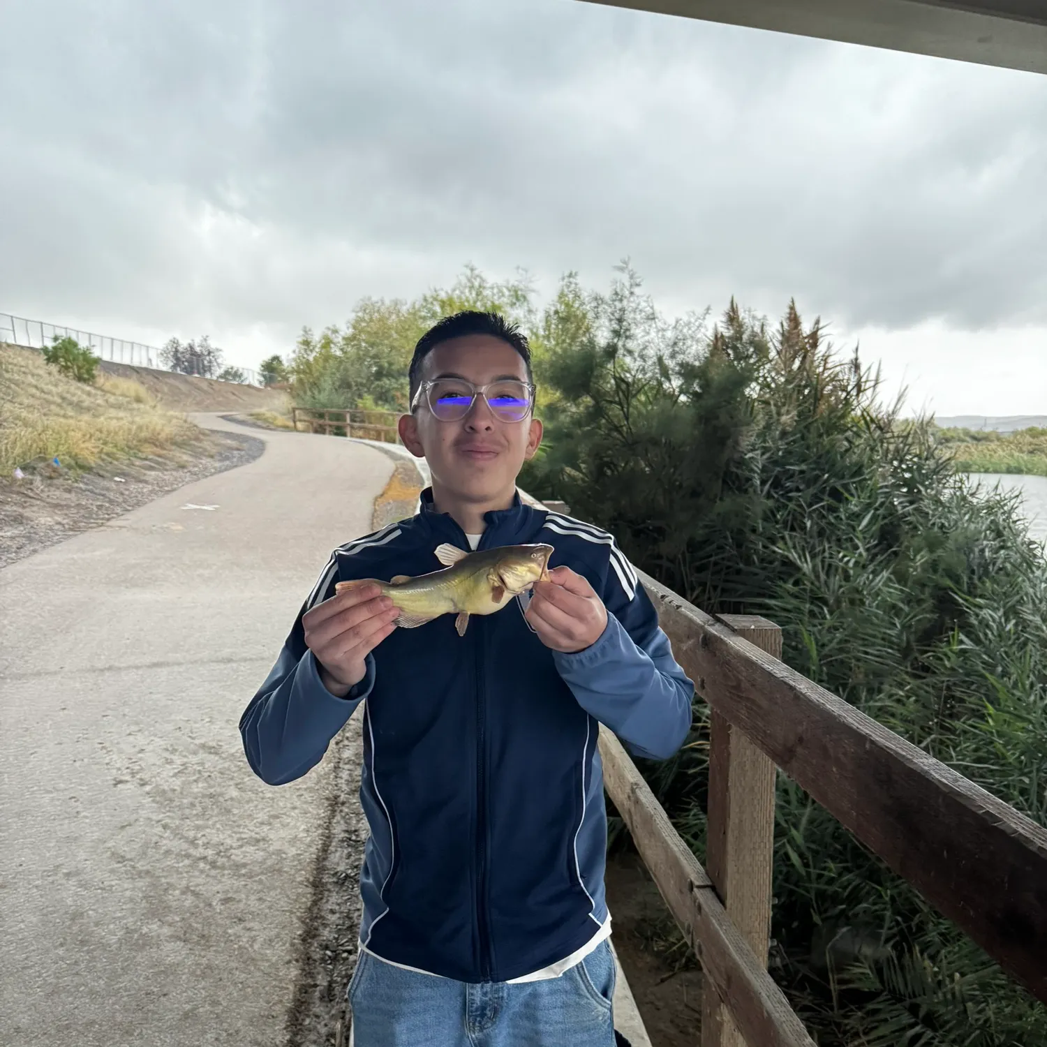 Yellow bullhead caught on Fishbrain