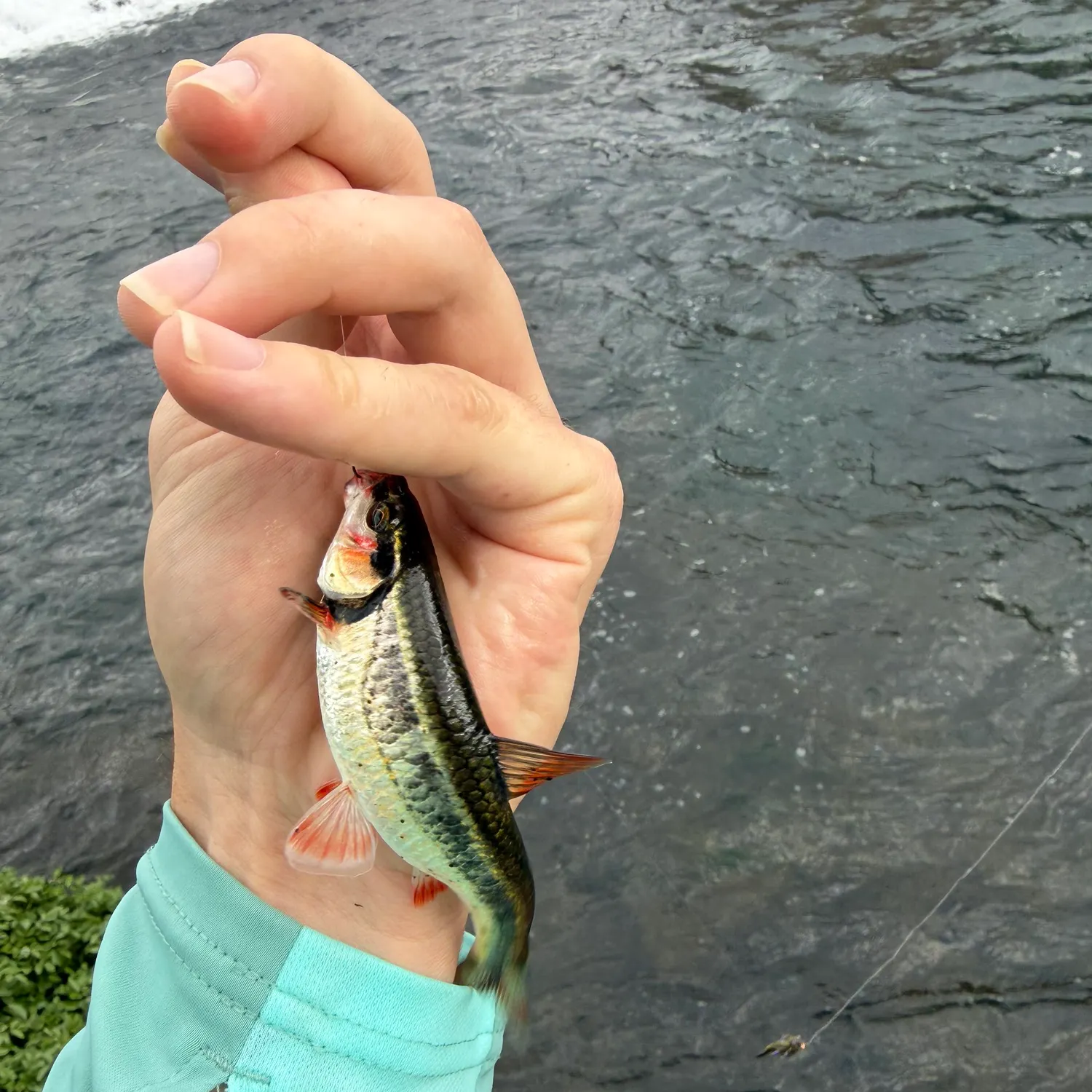 Bleeding shiner caught on Fishbrain