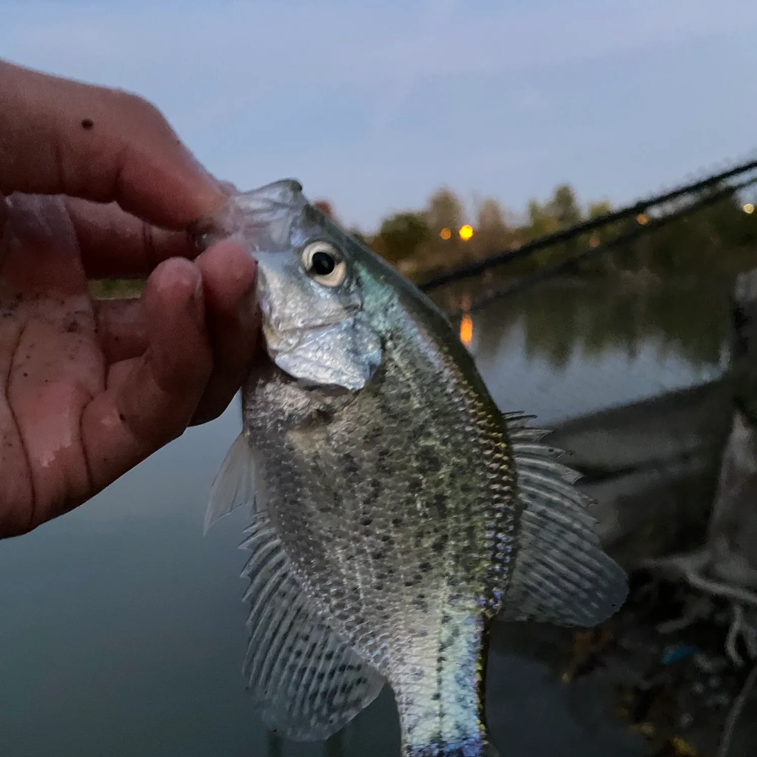 Black crappie caught on Fishbrain