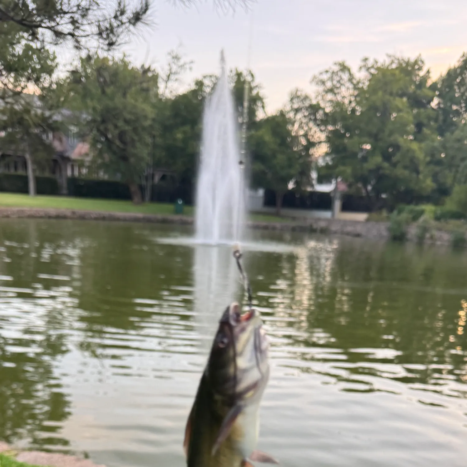 Fish caught on Fishbrain