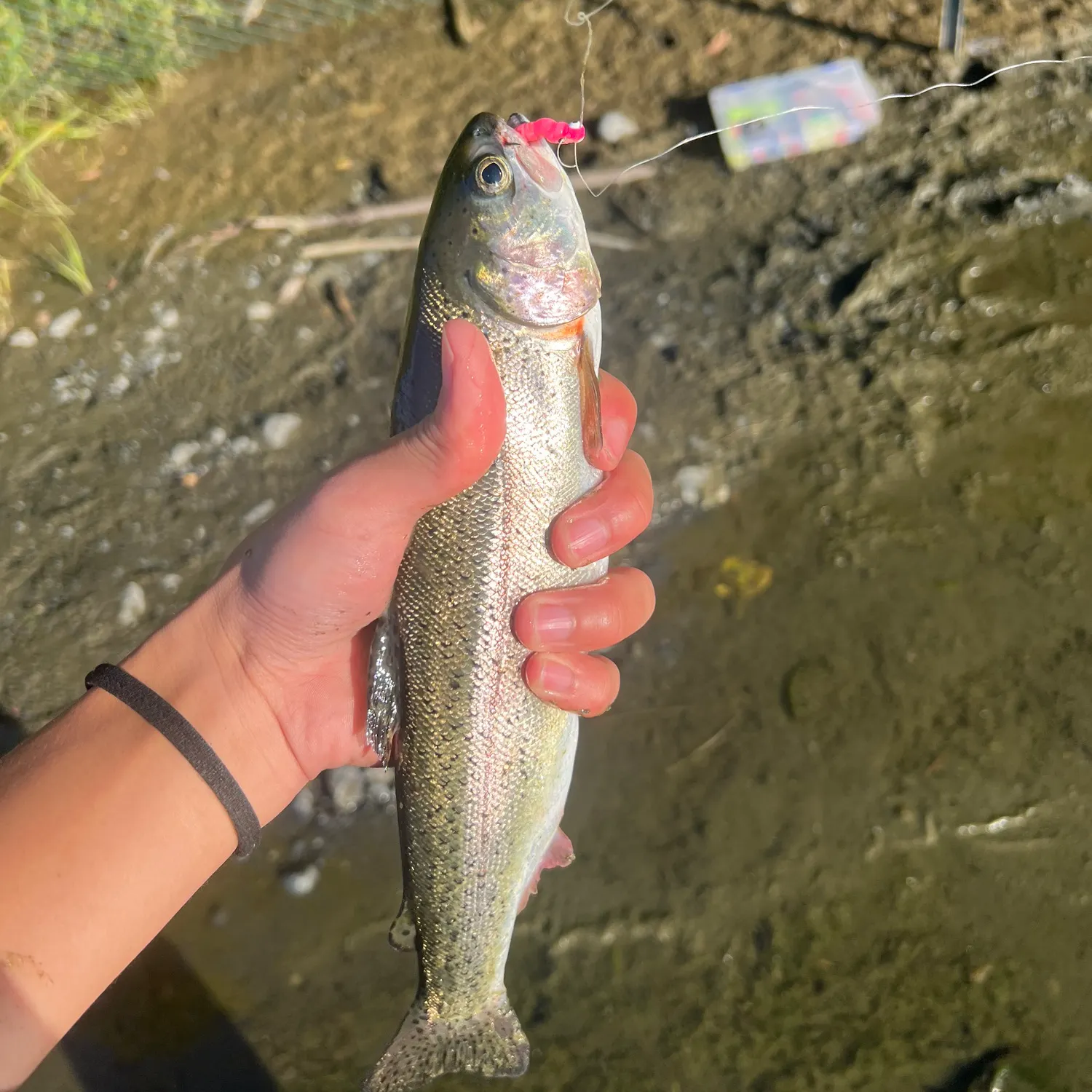 Rainbow trout caught on Fishbrain