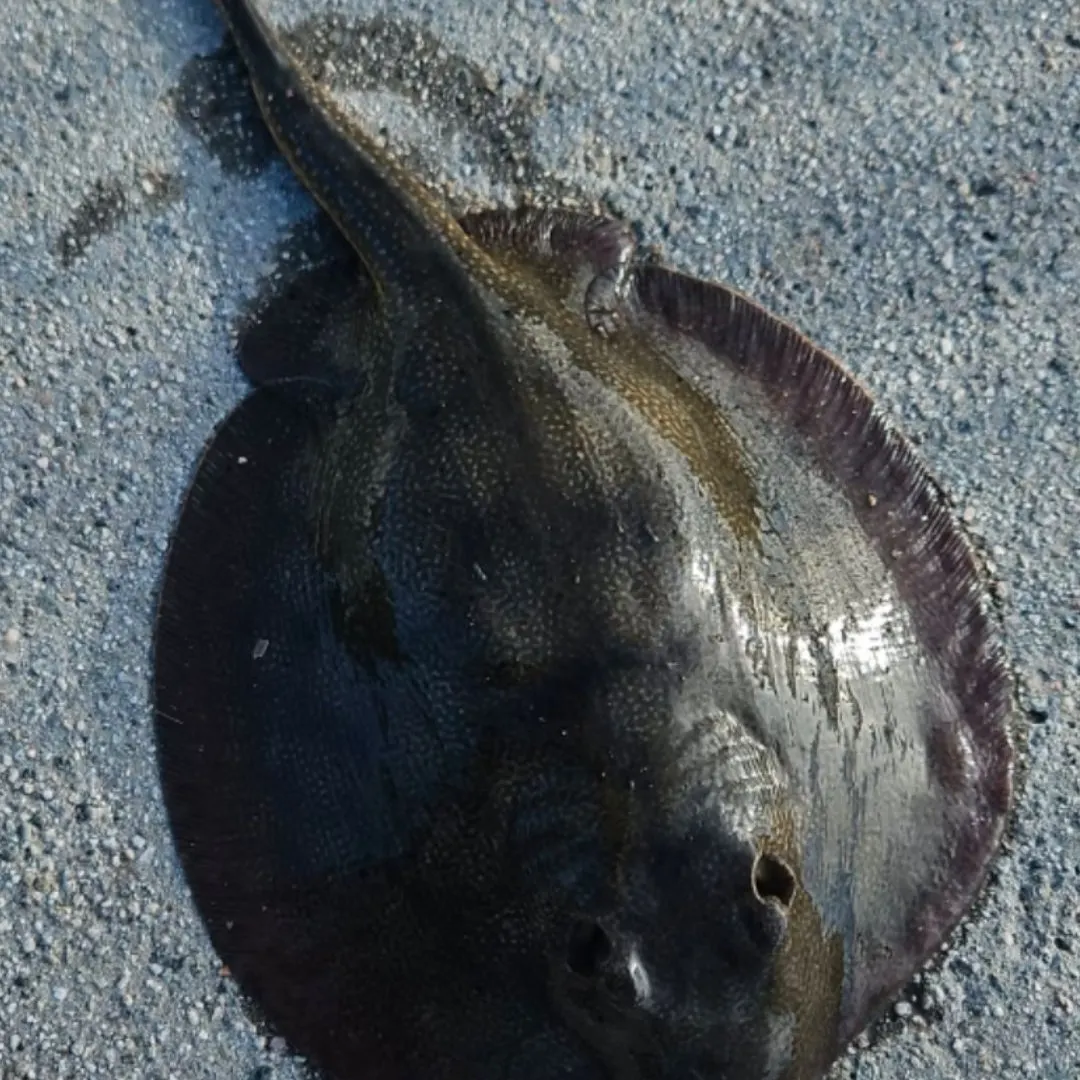 The most recent Haller's round ray catches on Fishbrain