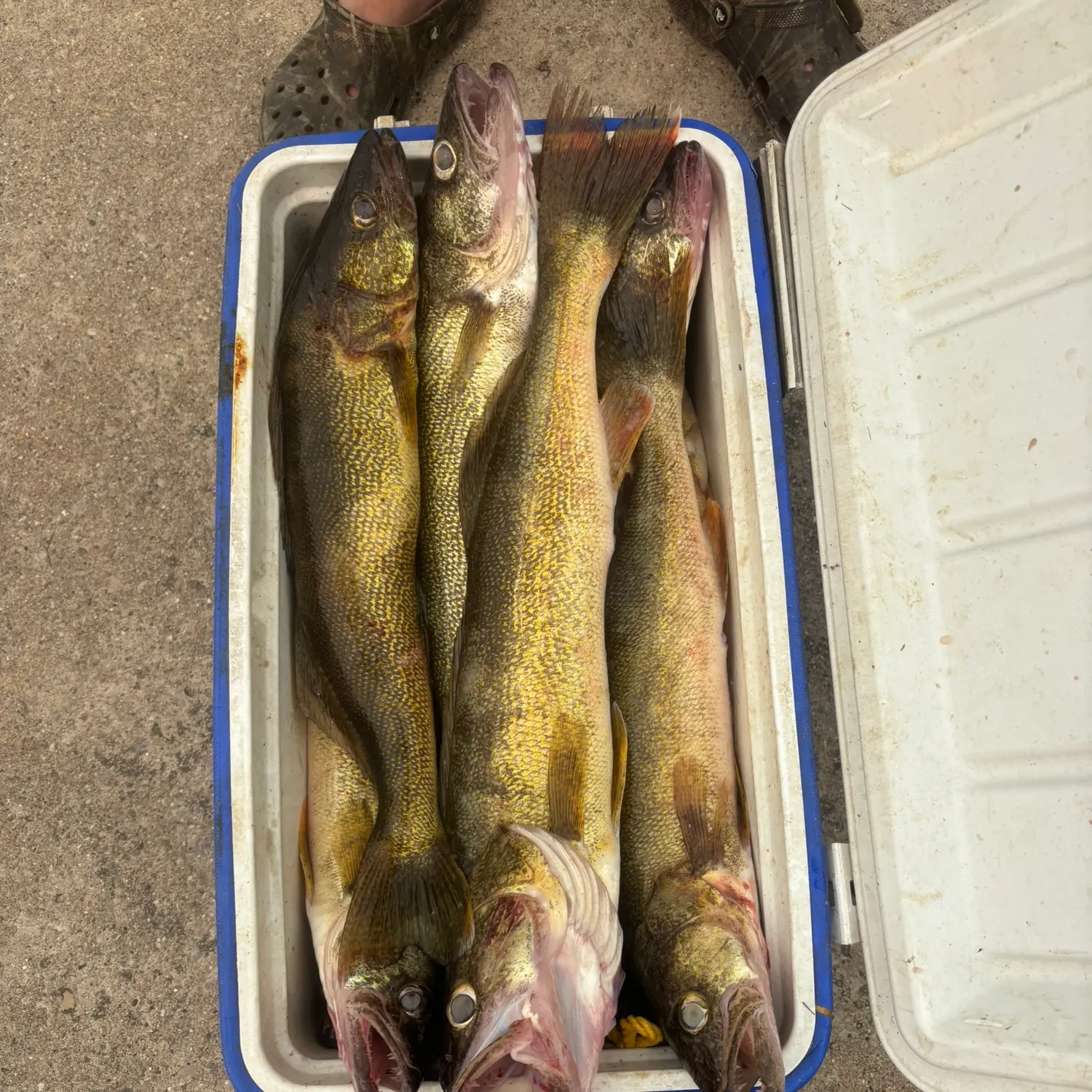 recently logged catches