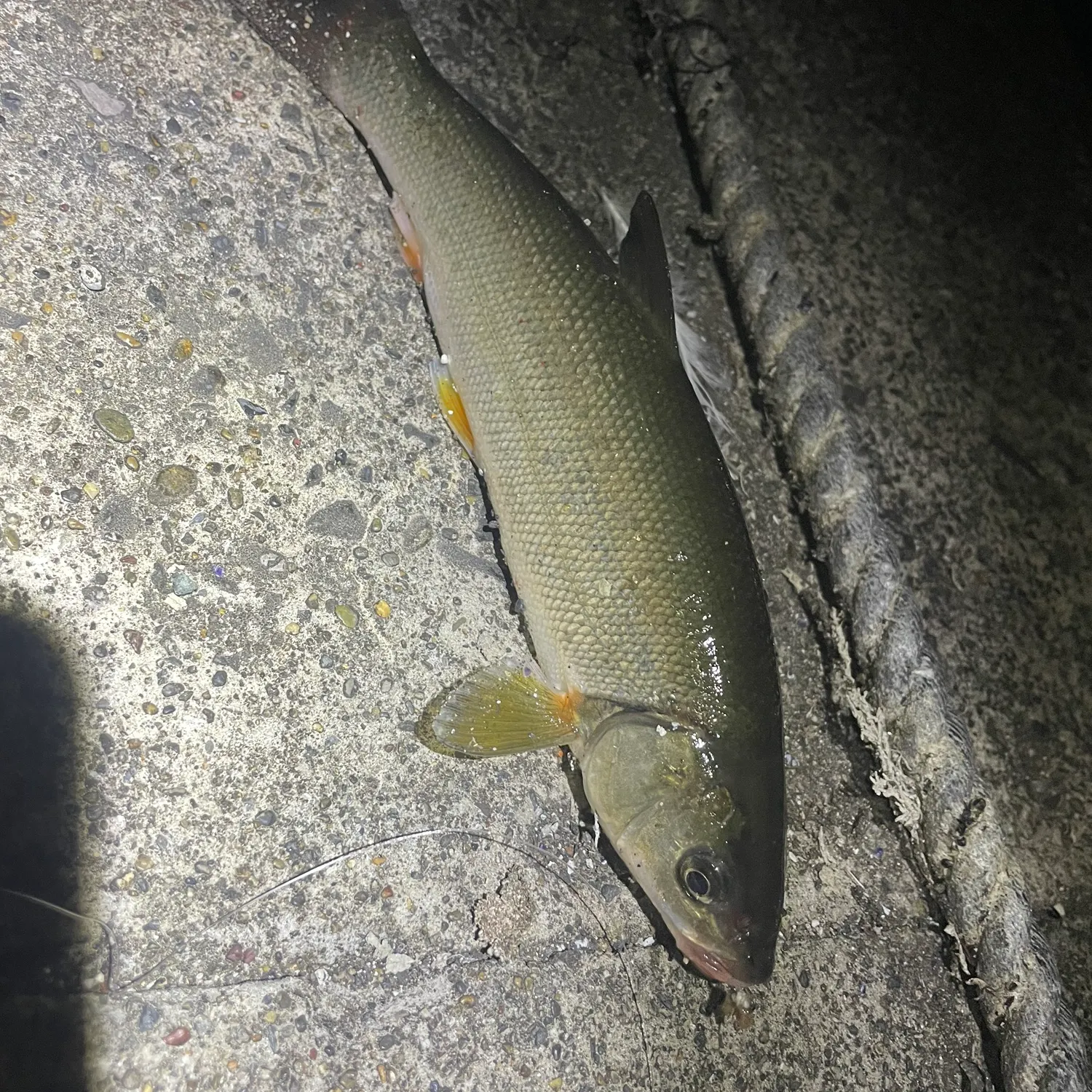 The most recent Big-scaled redfin catches on Fishbrain