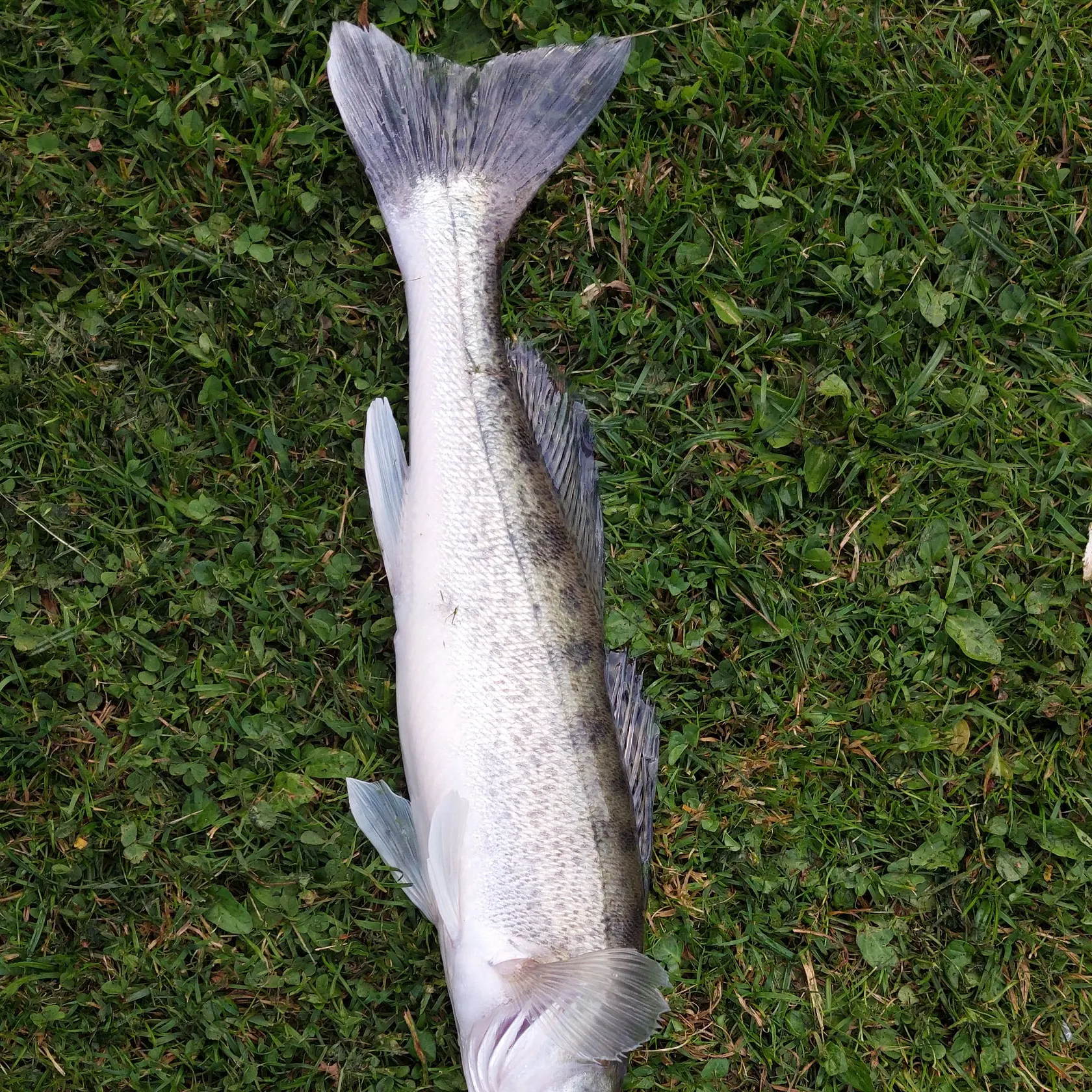 Zander caught on Fishbrain