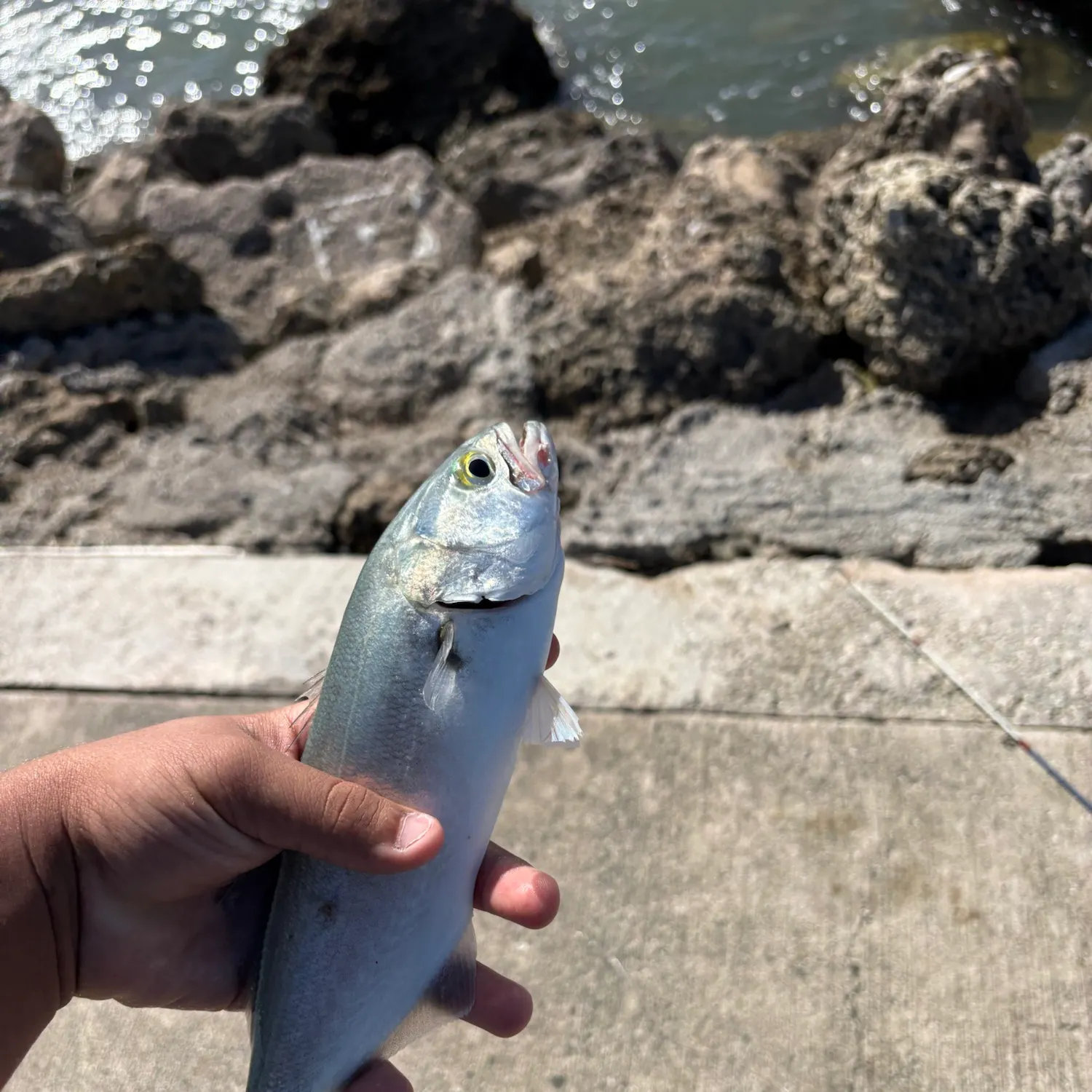 Bluefish caught on Fishbrain