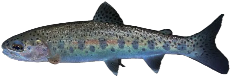 Coastal rainbow trout