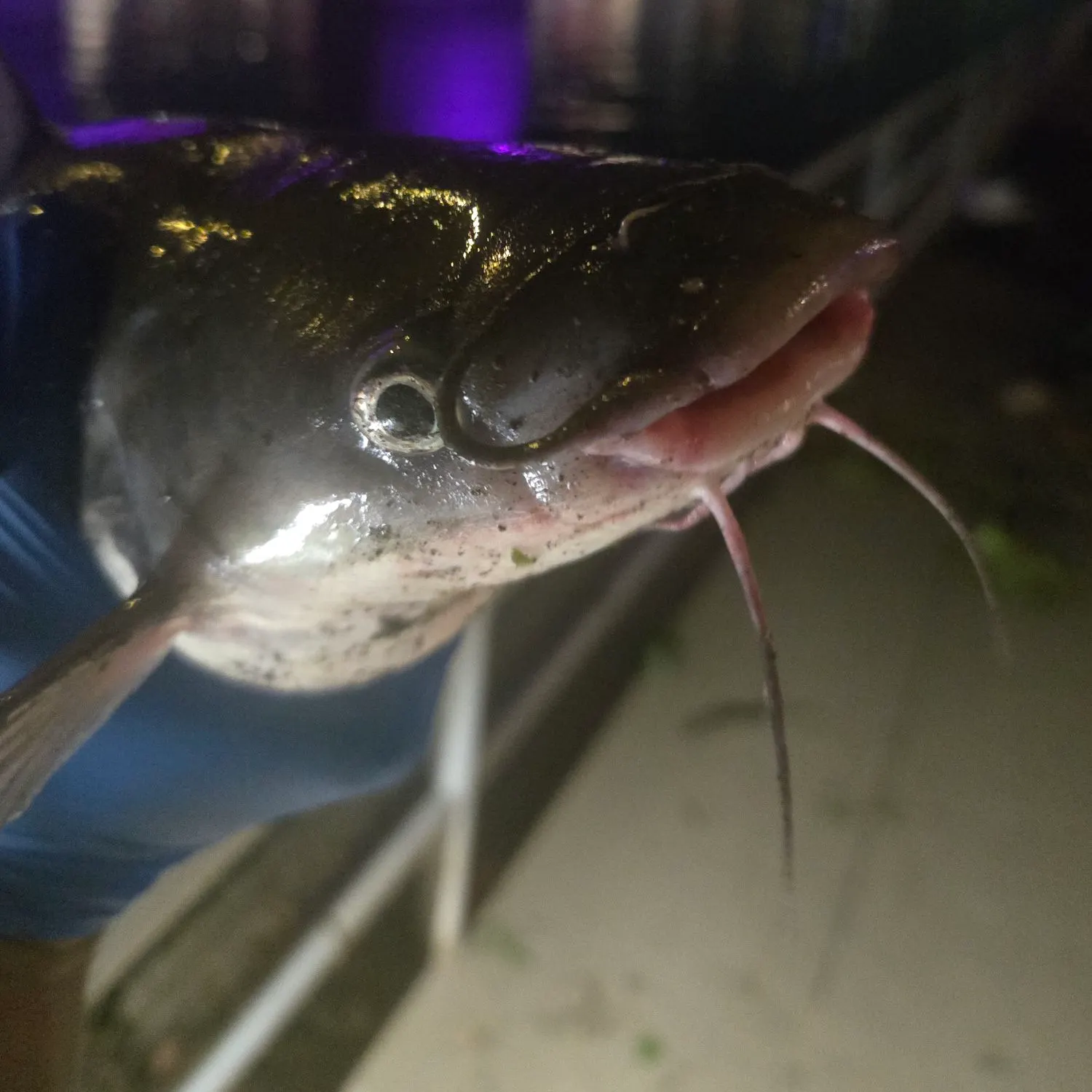 Channel catfish caught on Fishbrain