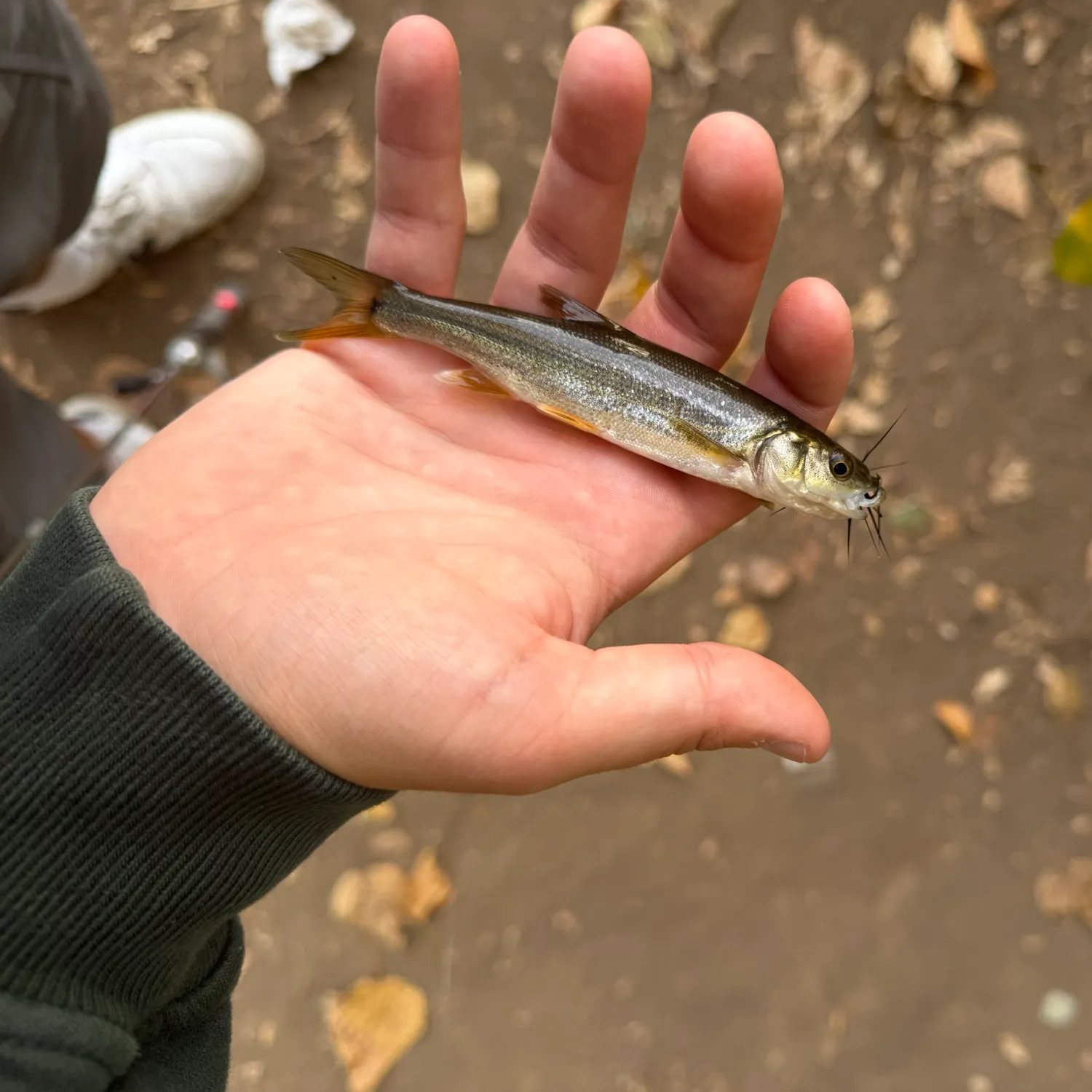 The most recent Umpqua pikeminnow catches on Fishbrain