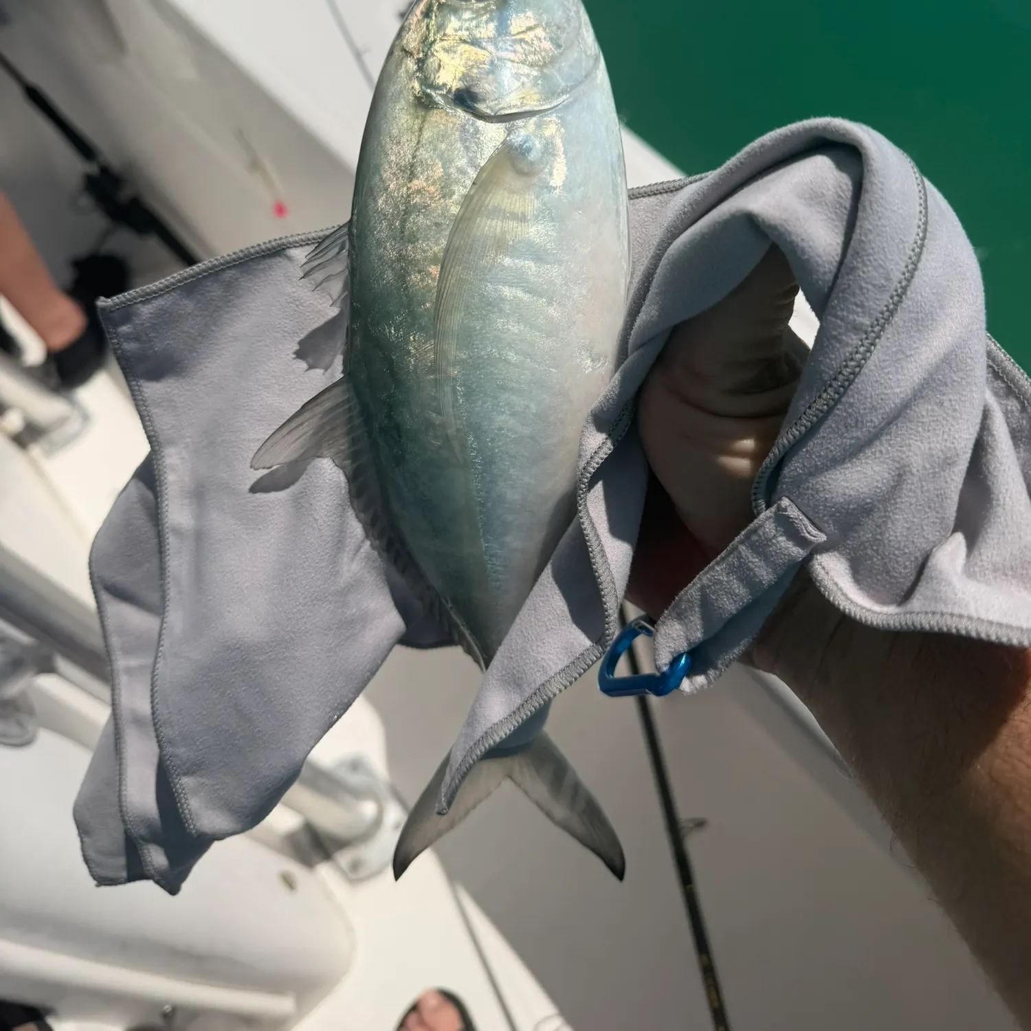 The most recent Blue runner catches on Fishbrain