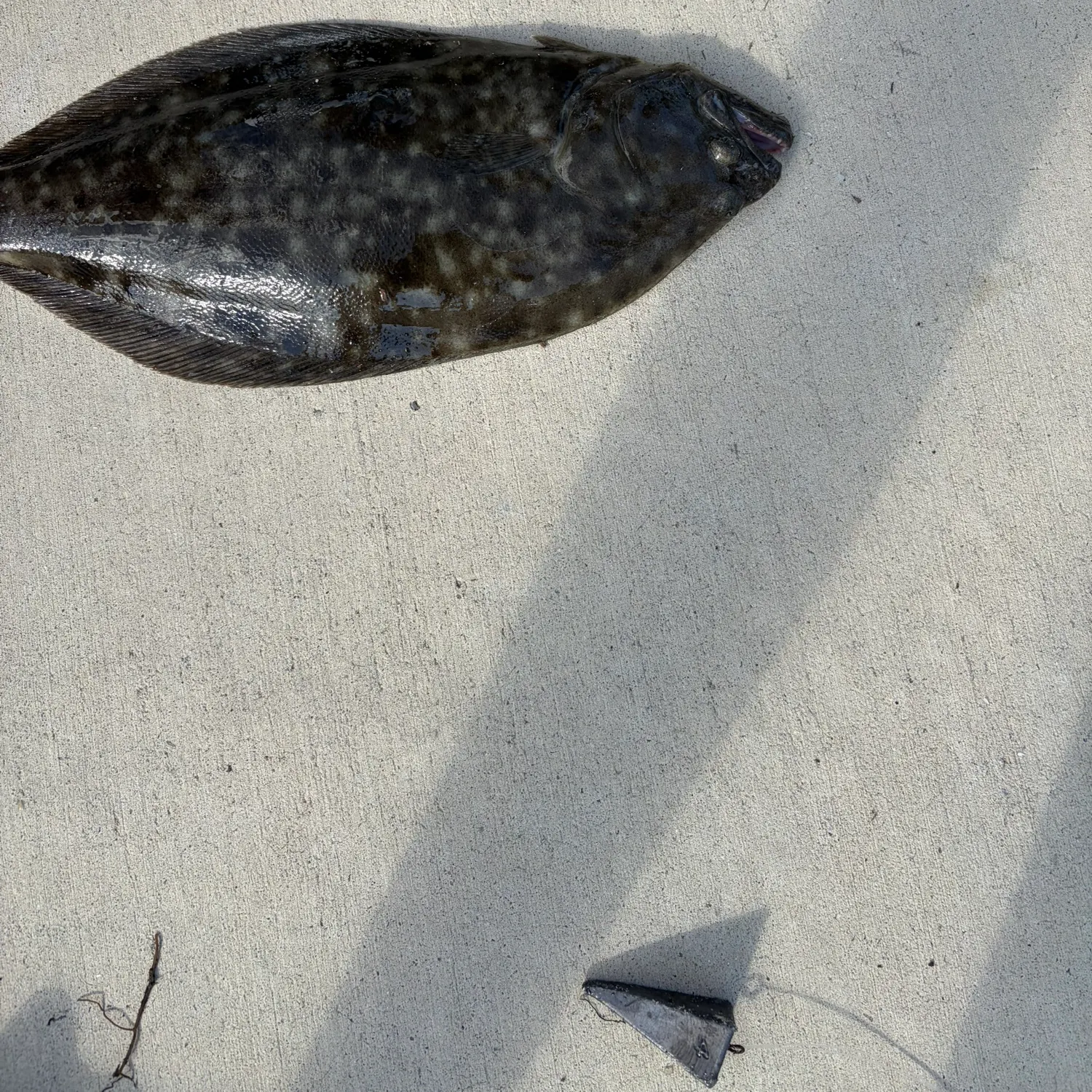Summer flounder caught on Fishbrain