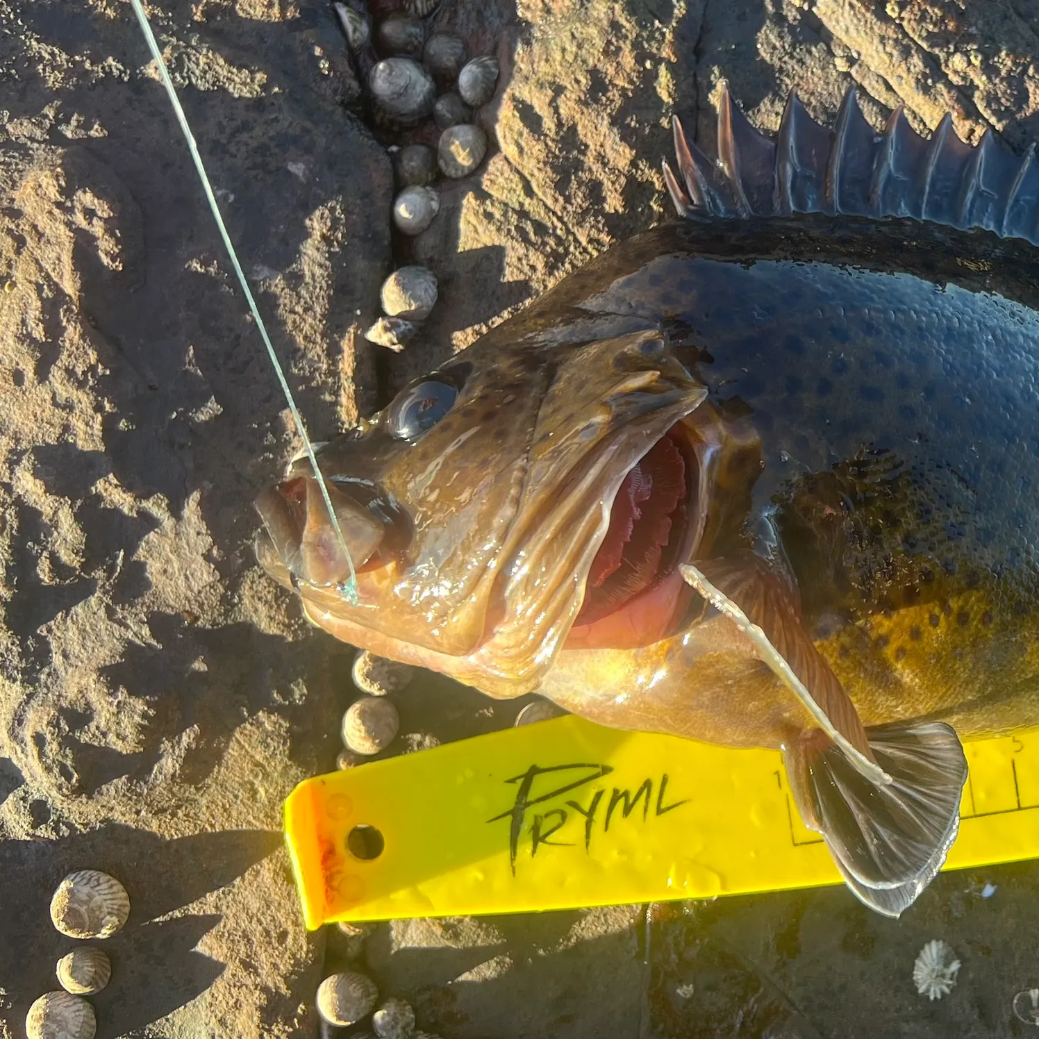 The most recent Eastern wirrah catches on Fishbrain