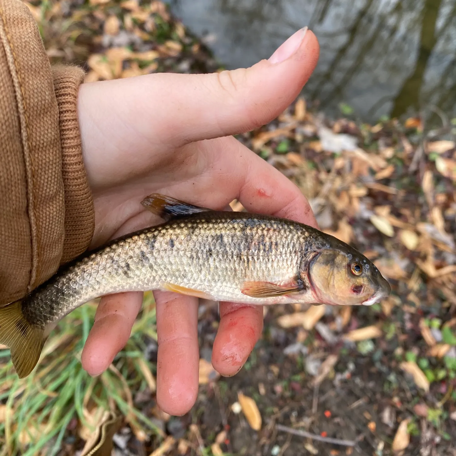 The most recent Northern hogsucker catches on Fishbrain