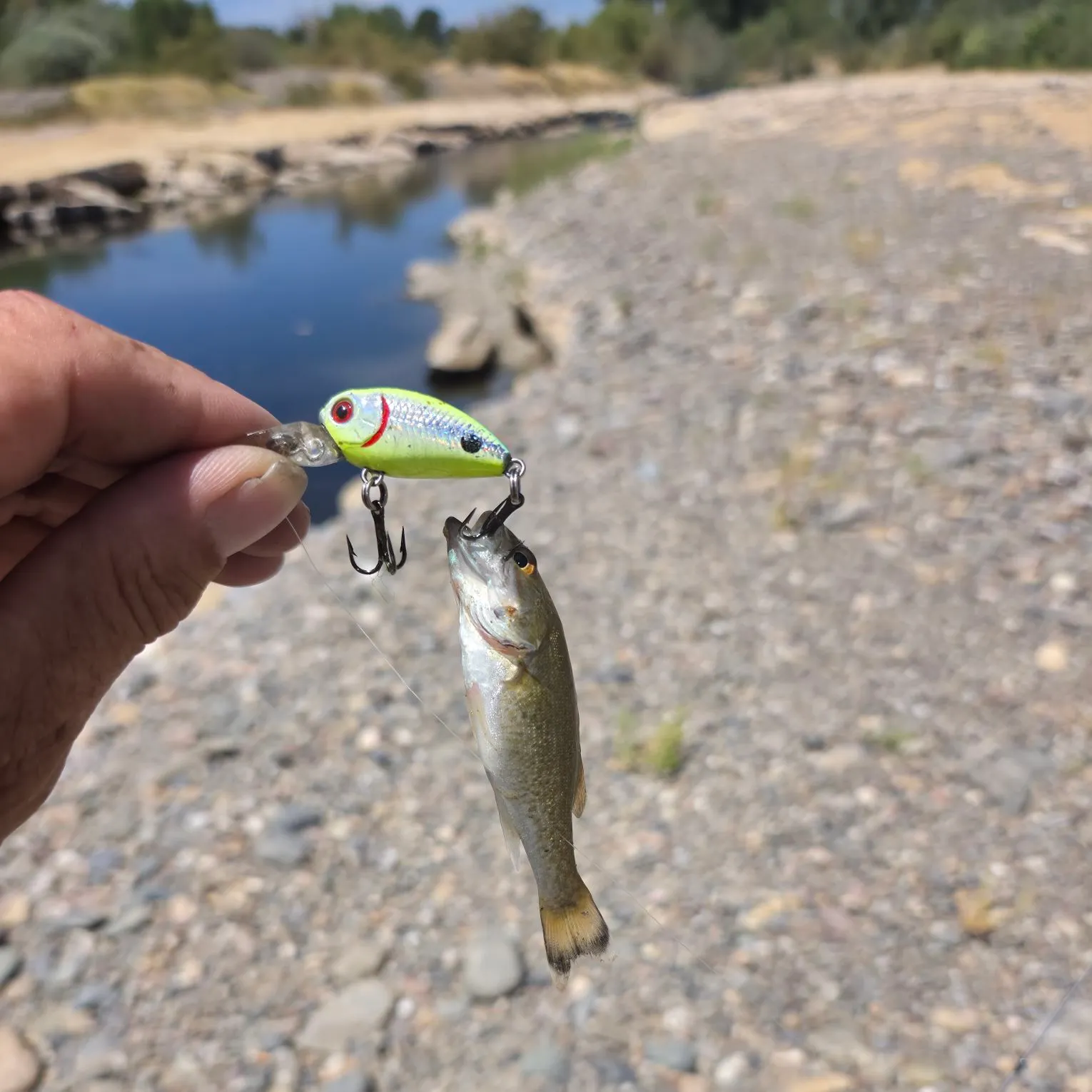 Smallmouth bass caught on Fishbrain