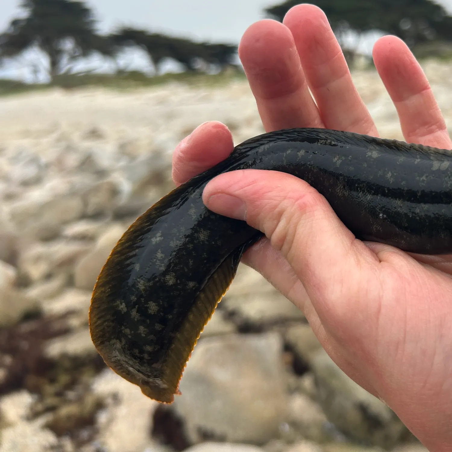 The most recent Monkeyface prickleback catches on Fishbrain