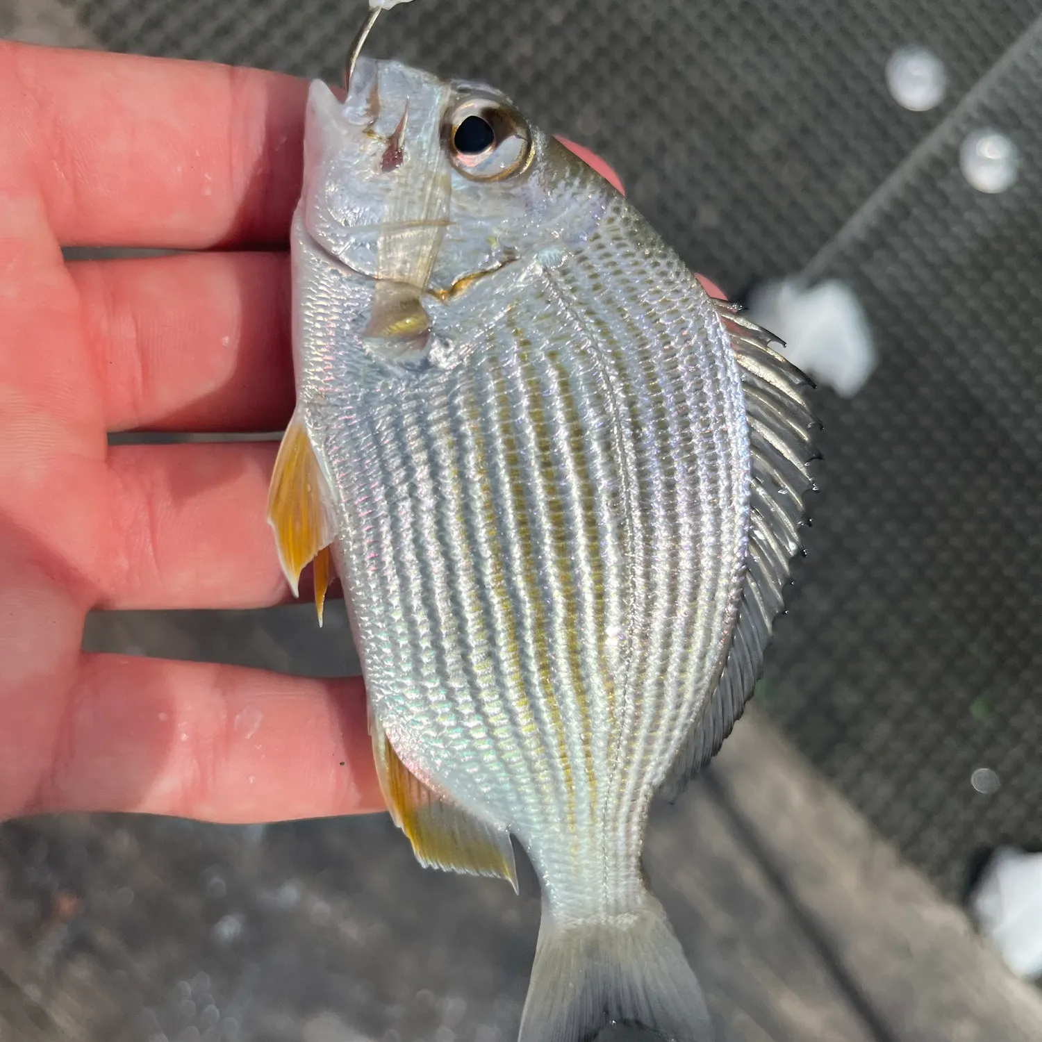 Goldlined seabream caught on Fishbrain