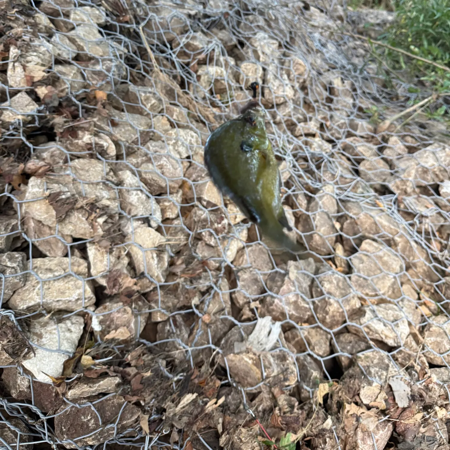 Bluegill caught on Fishbrain