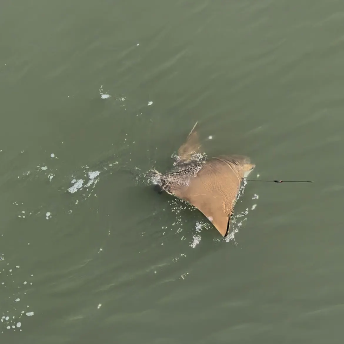 The most recent Cownose Ray catches on Fishbrain