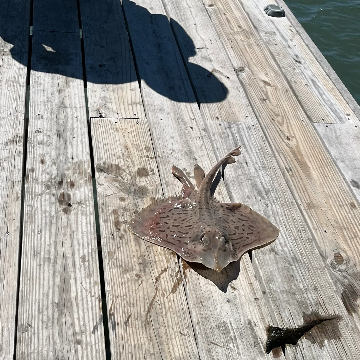 The most recent Clearnose skate catches on Fishbrain
