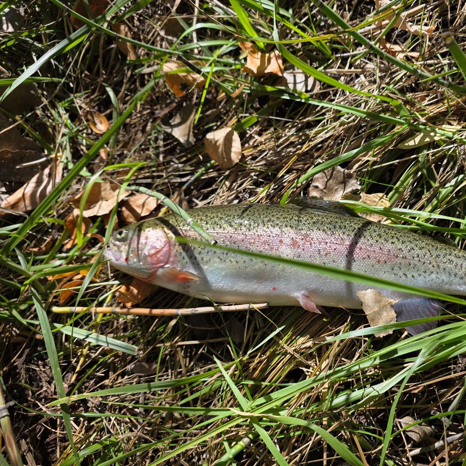 Rainbow trout caught on Fishbrain