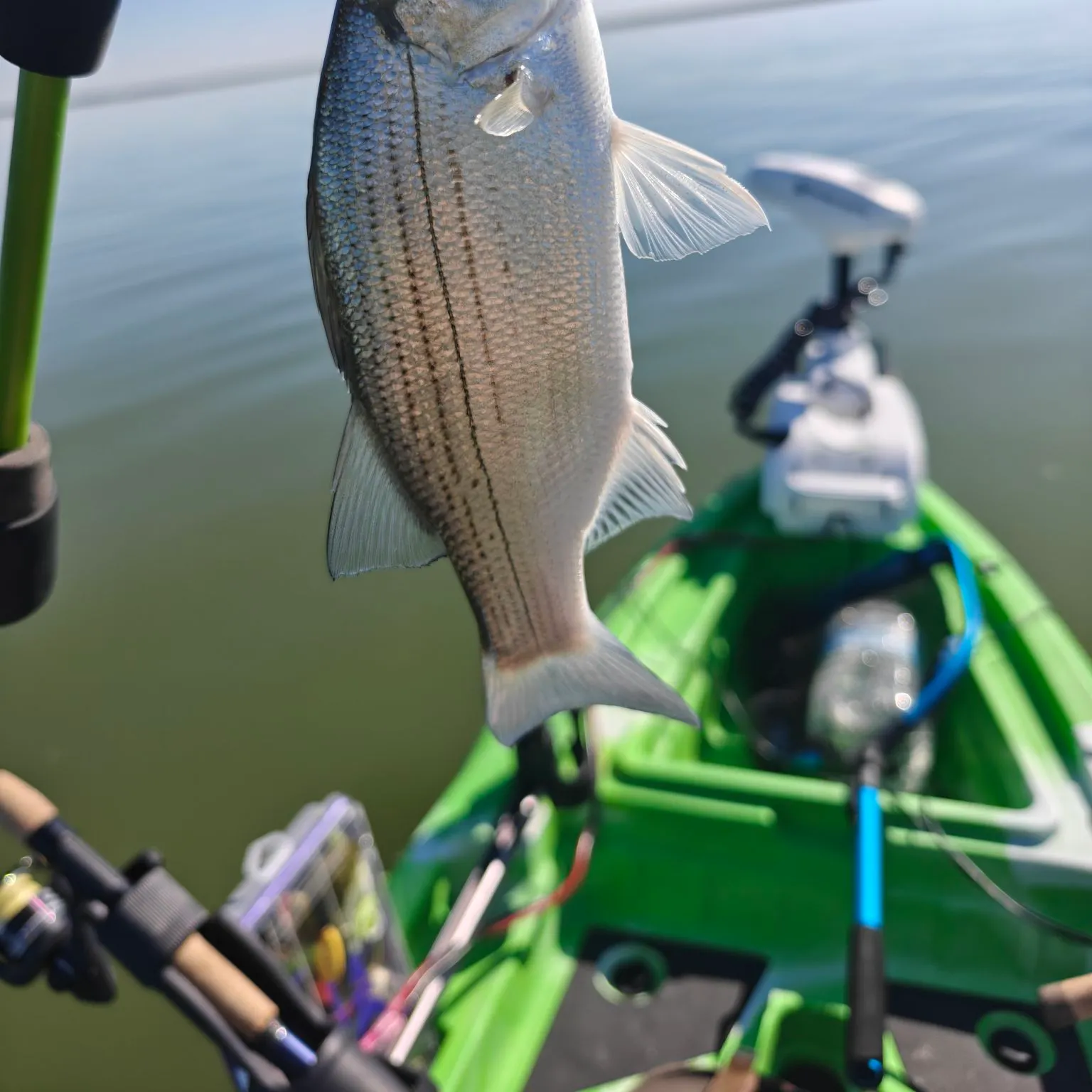 White bass caught on Fishbrain