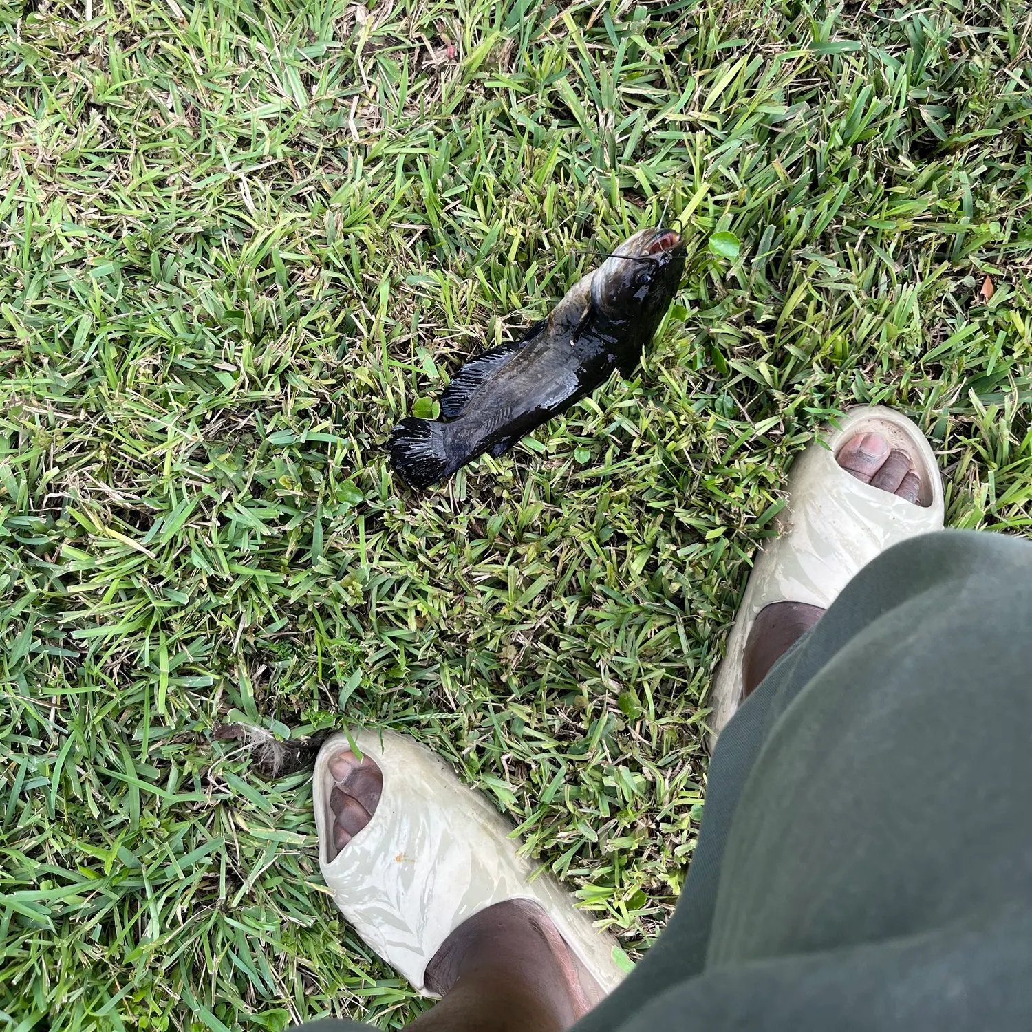 Brown bullhead caught on Fishbrain