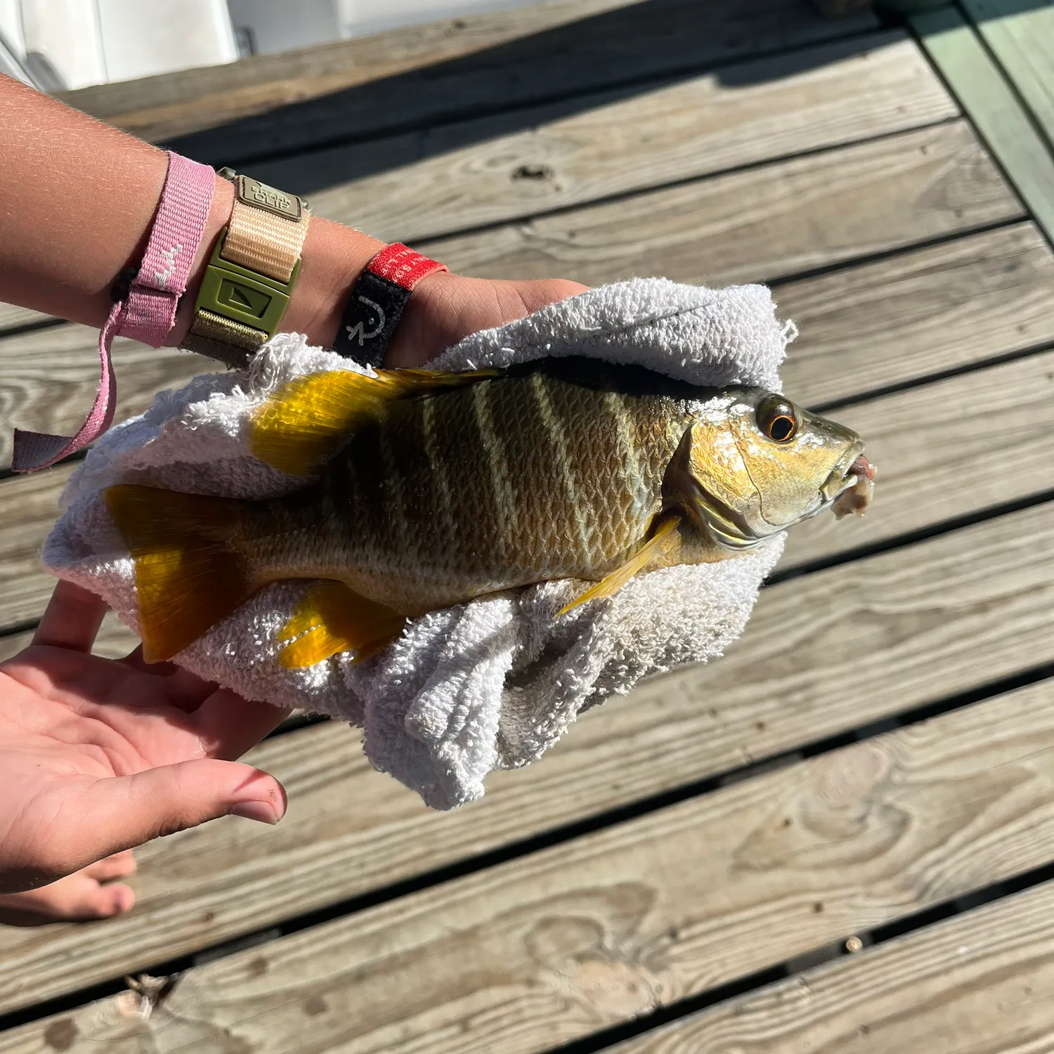 recently logged catches