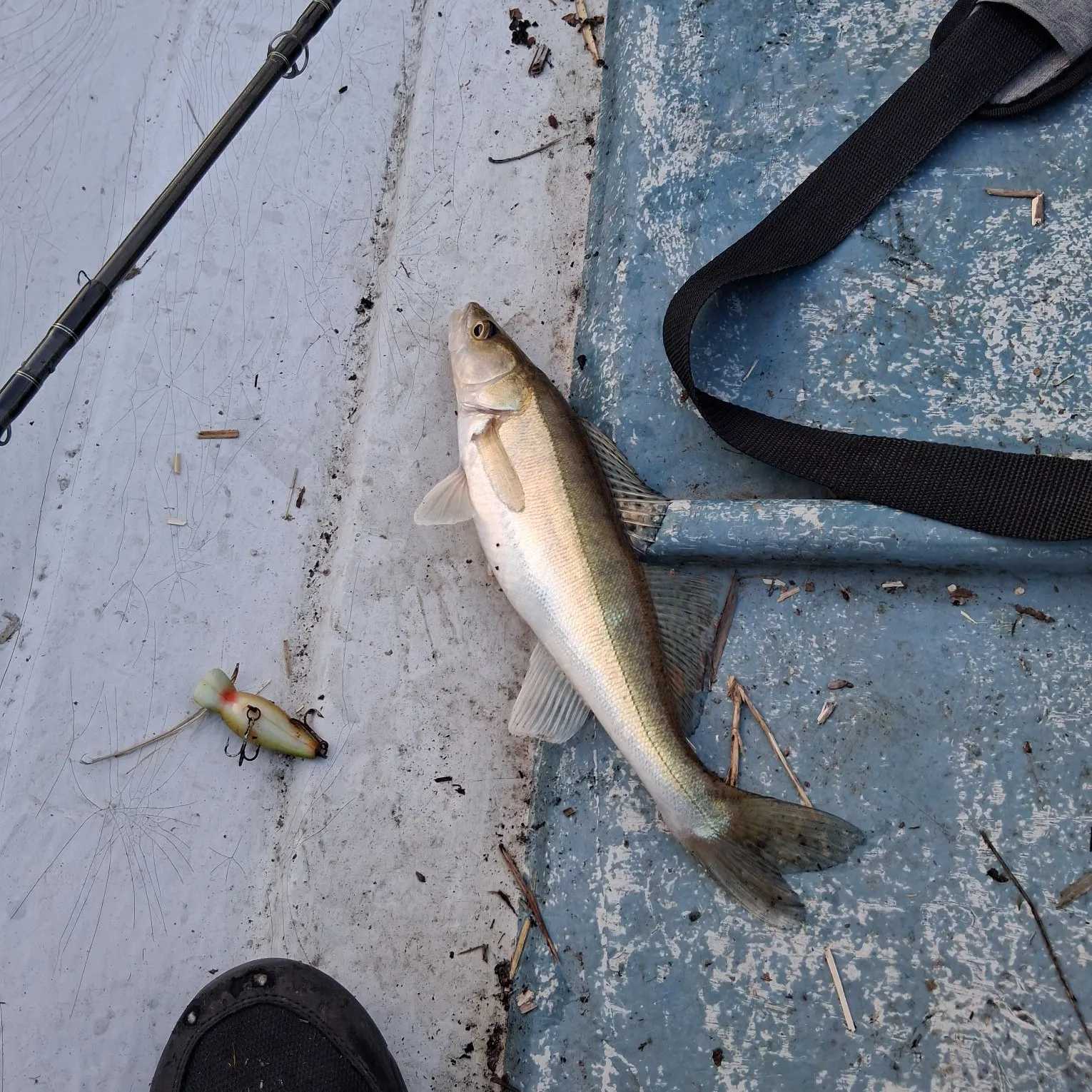 The most recent Zander catches on Fishbrain