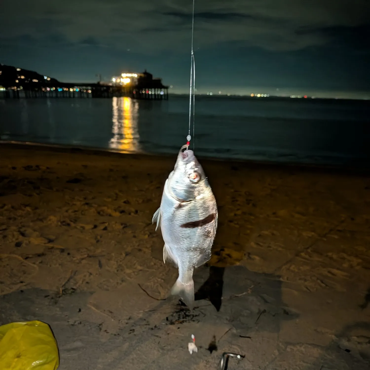 The most recent Sargo catches on Fishbrain