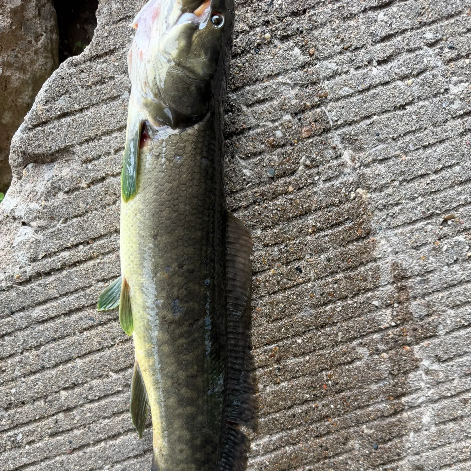 Eyetail bowfin caught on Fishbrain