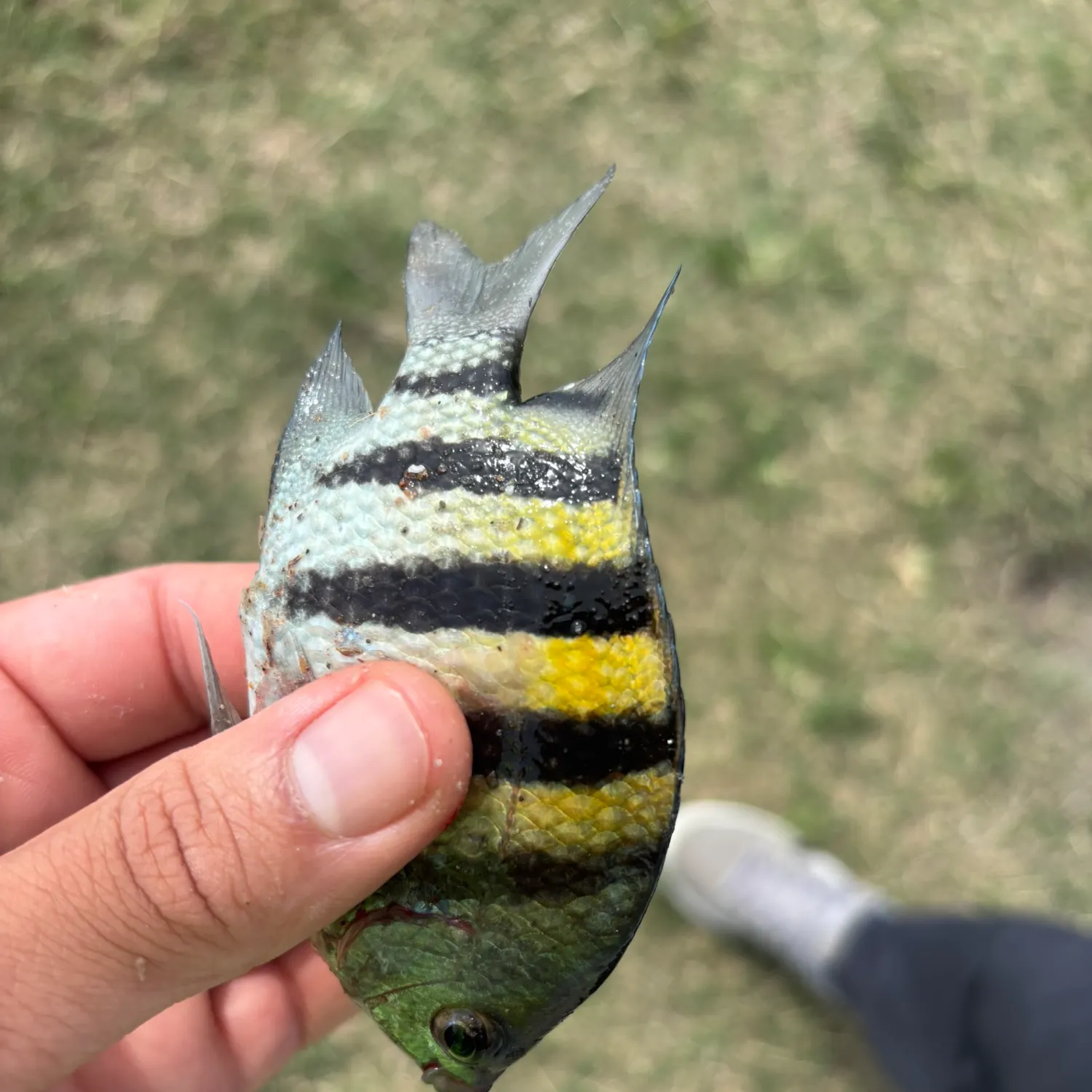 The most recent Sergeant-major catches on Fishbrain