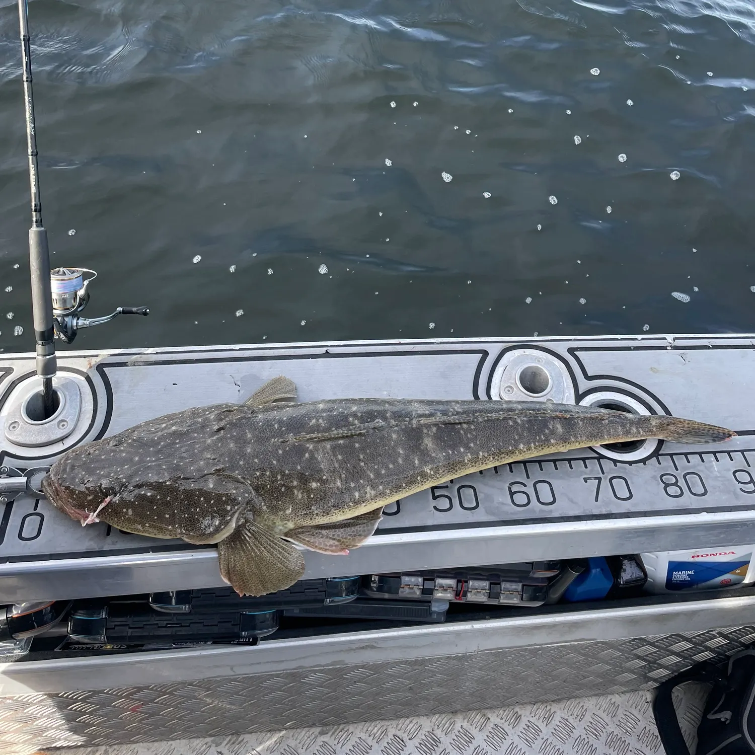 The most recent Dusky flathead catches on Fishbrain