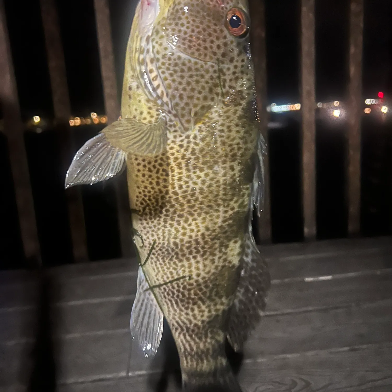 The most recent Spotted sand bass catches on Fishbrain