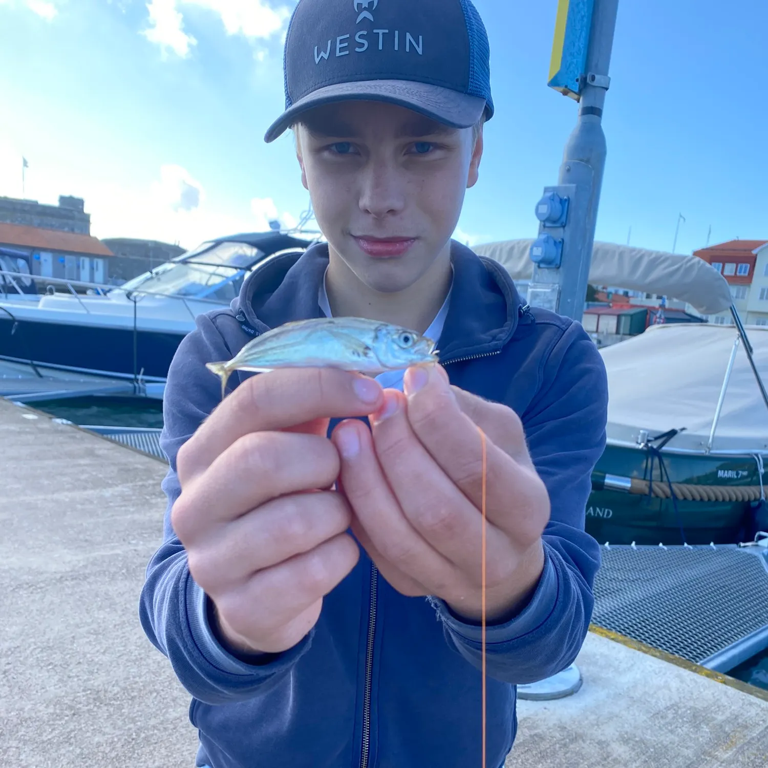 Atlantic horse mackerel caught on Fishbrain