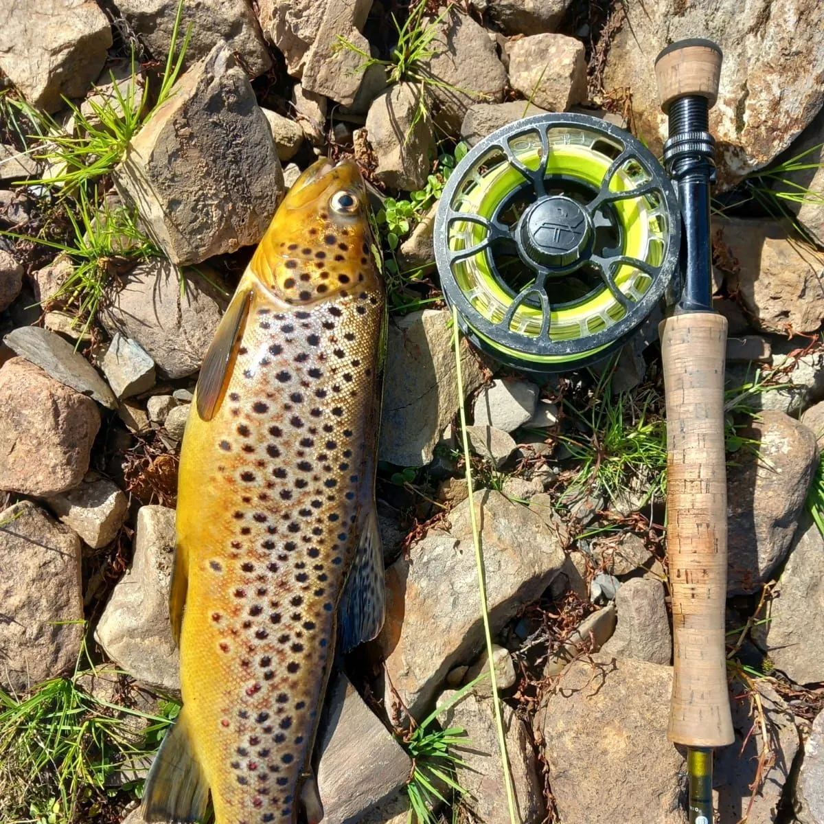 Brown trout caught on Fishbrain