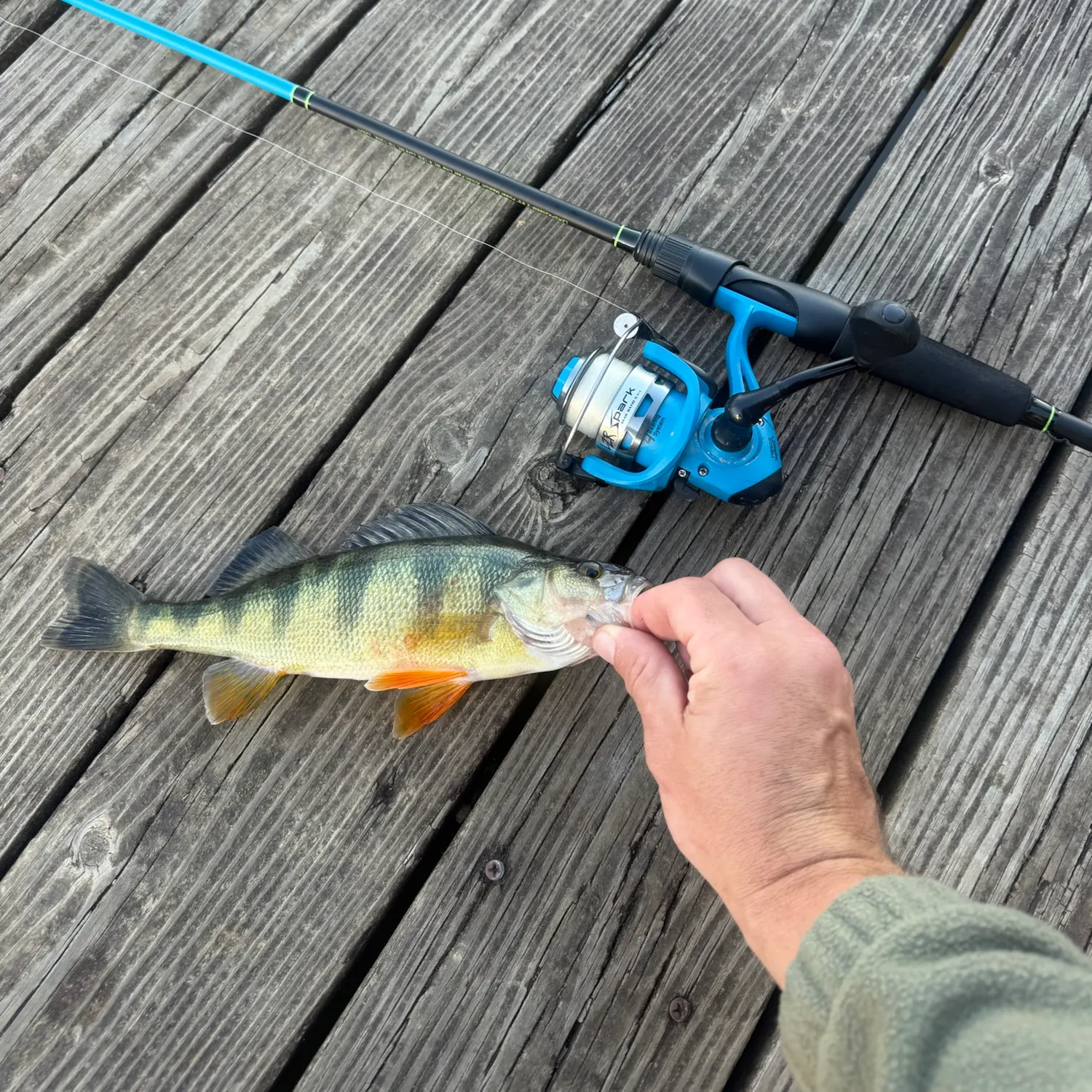 Yellow perch caught on Fishbrain