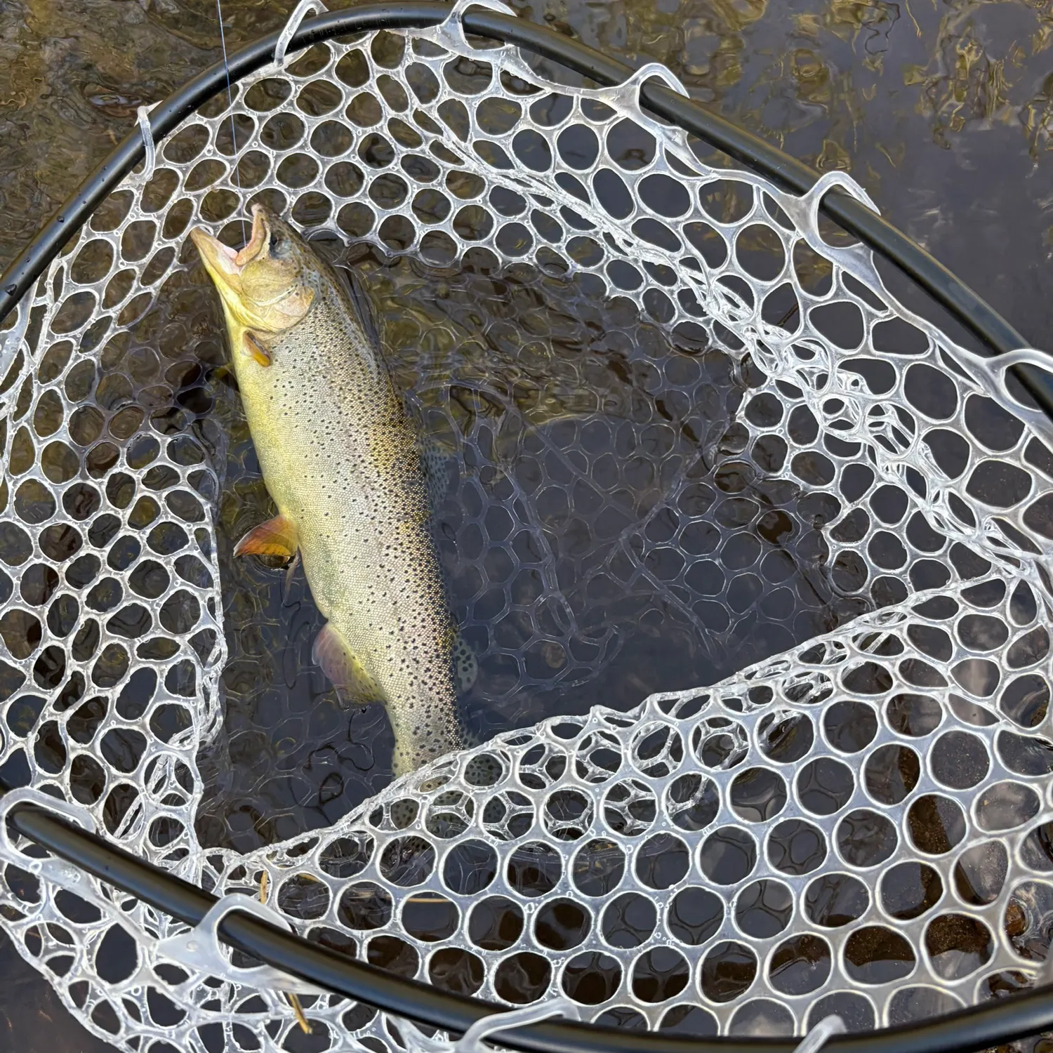 Cutthroat trout caught on Fishbrain