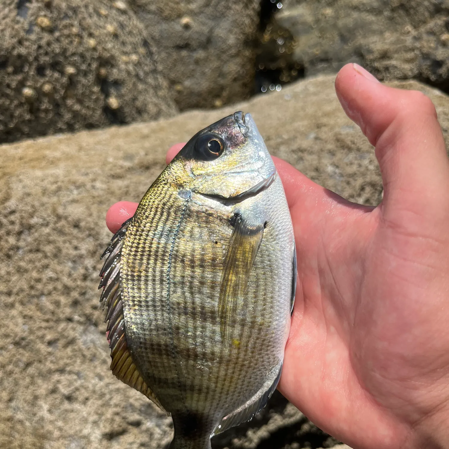 The most recent Moroccan white seabream catches on Fishbrain