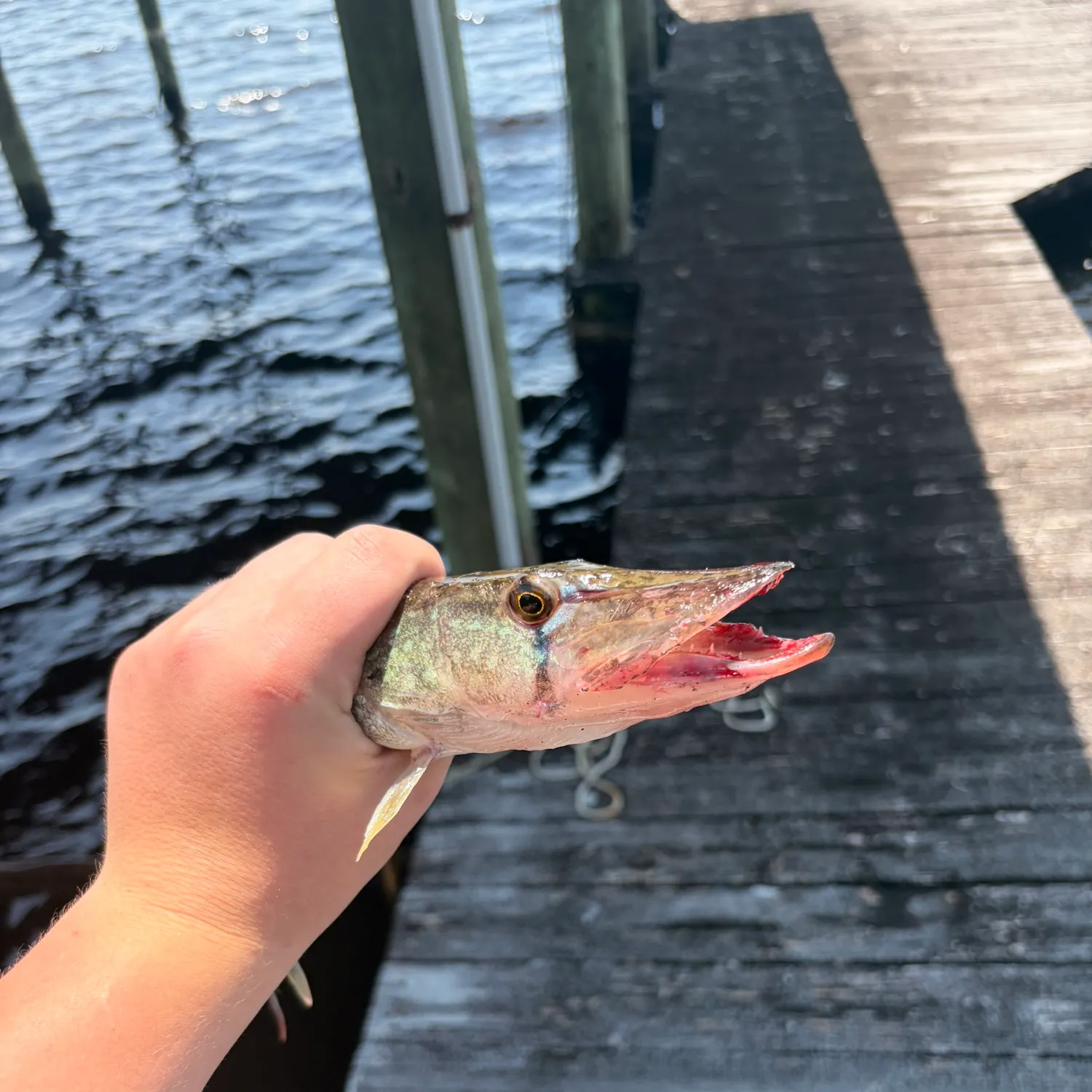 The most recent Grass pickerel catches on Fishbrain