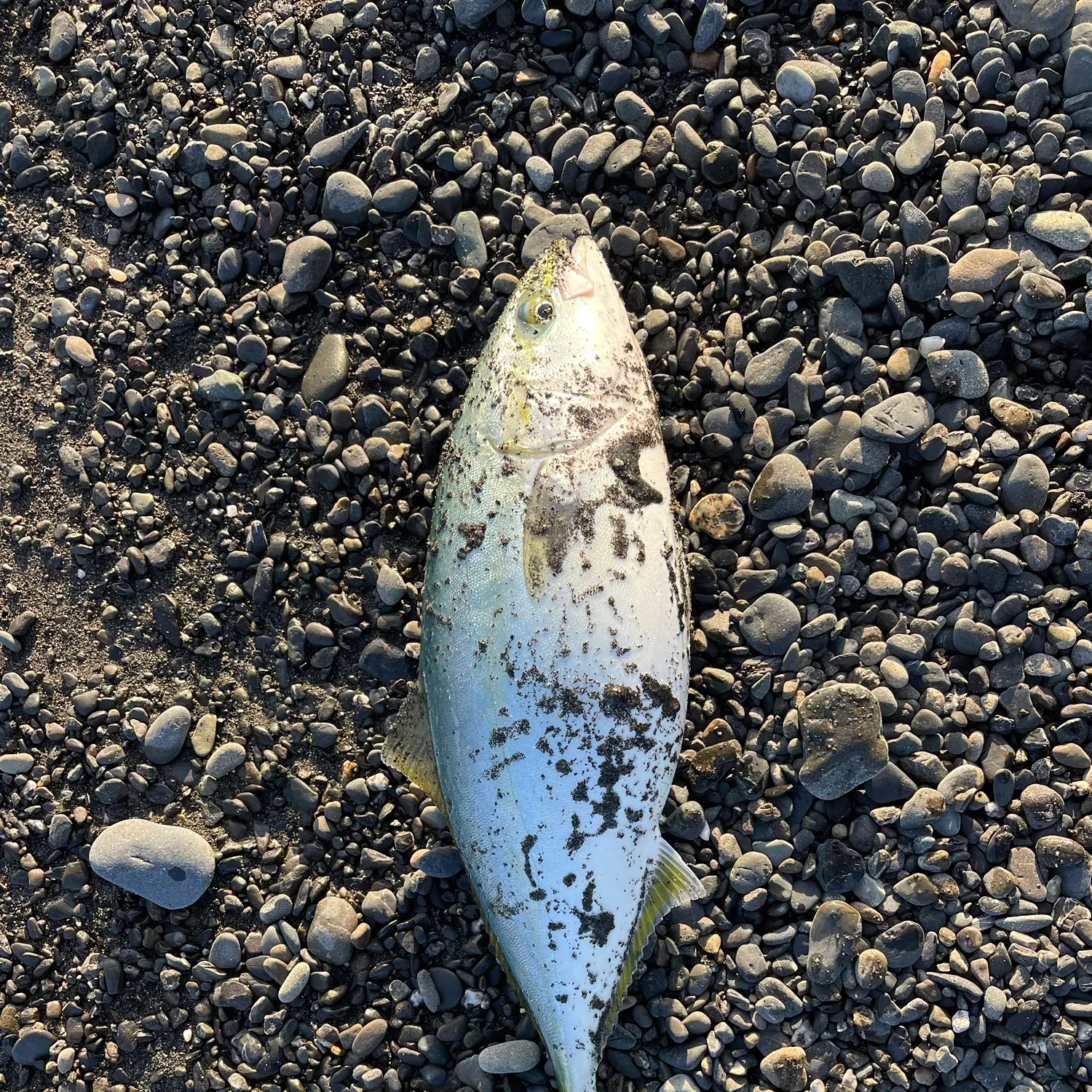 The most recent Japanese amberjack catches on Fishbrain