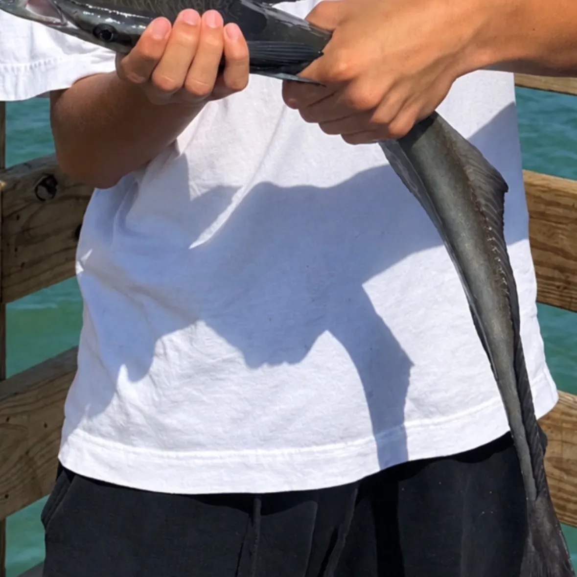 Common remora caught on Fishbrain