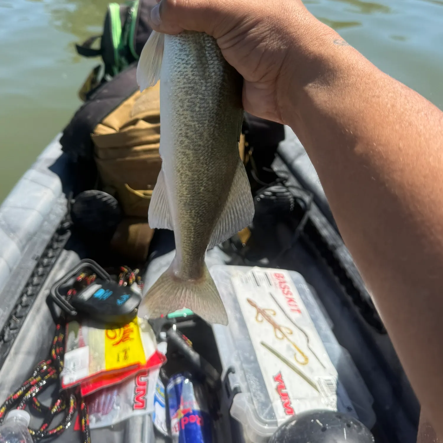 Walleye caught on Fishbrain